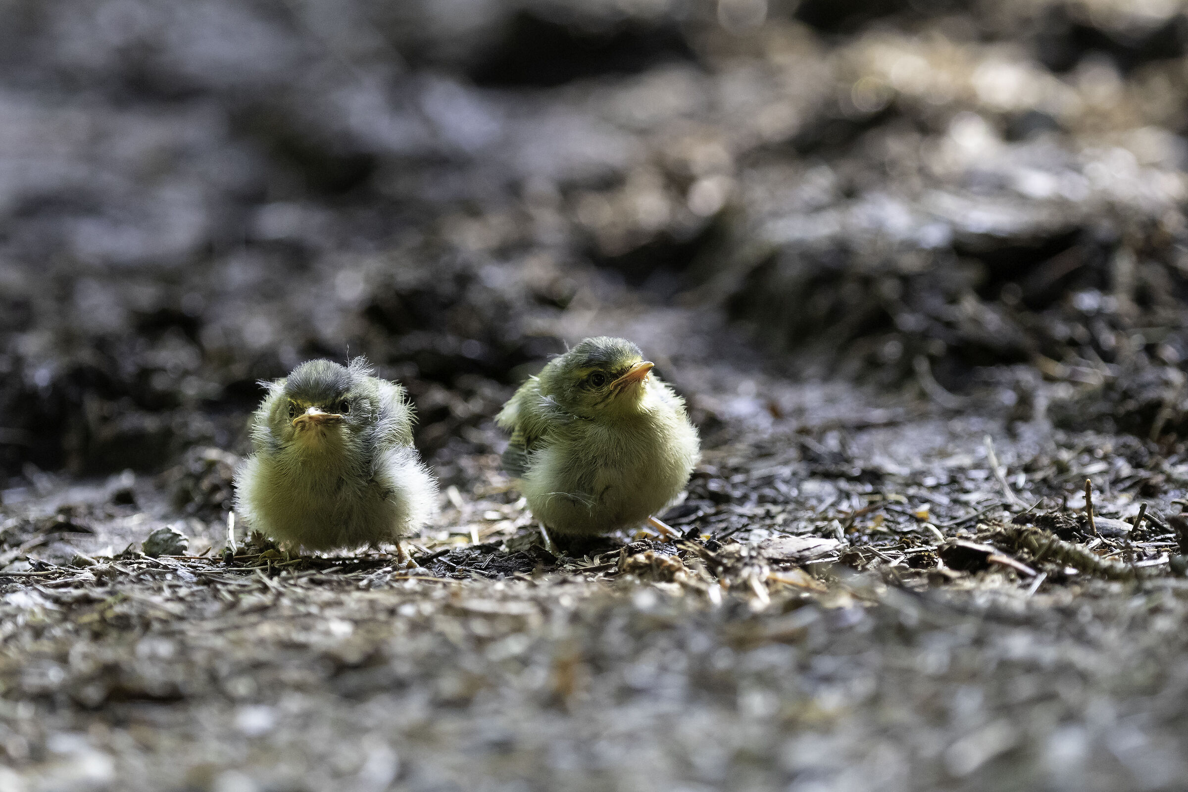 I fratellini