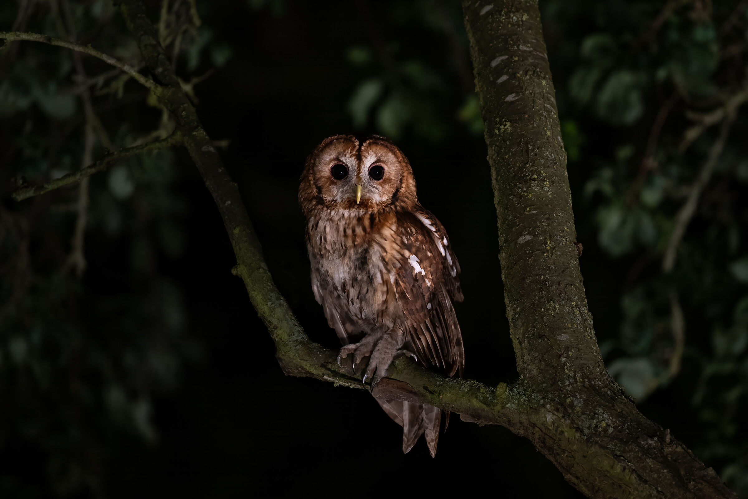 Tawny owl (Strix aluco)