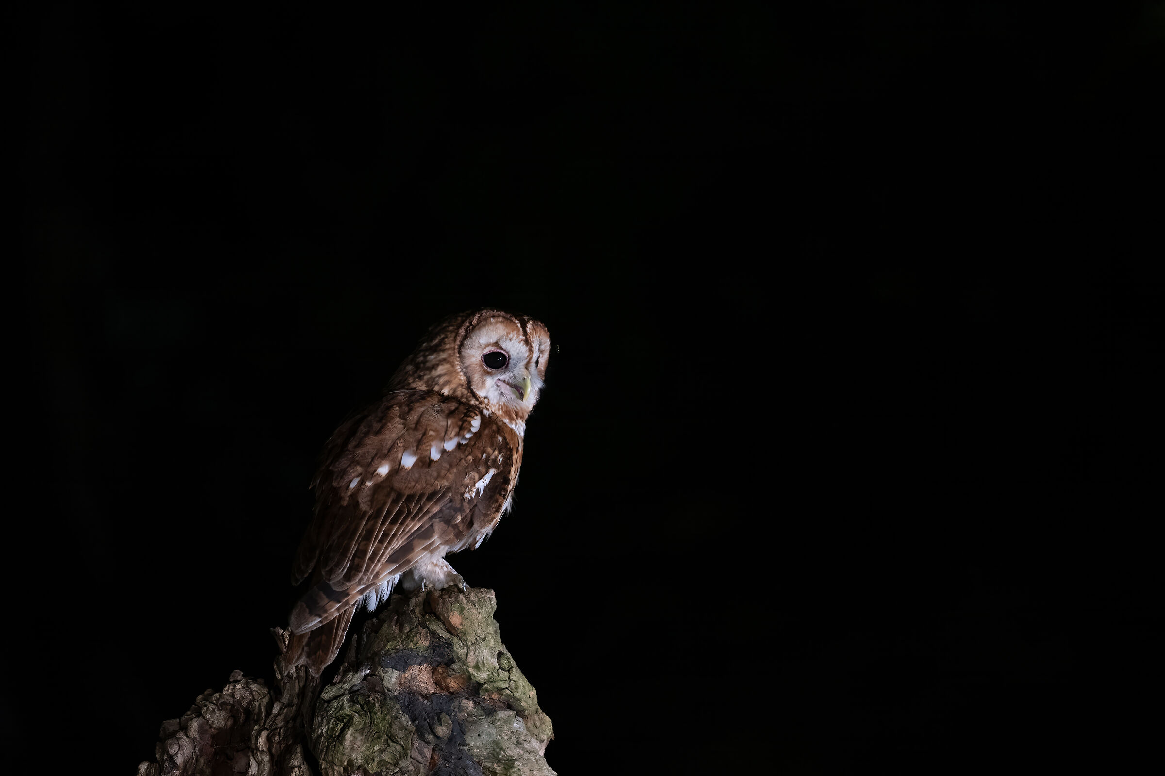 Tawny owl (Strix aluco)