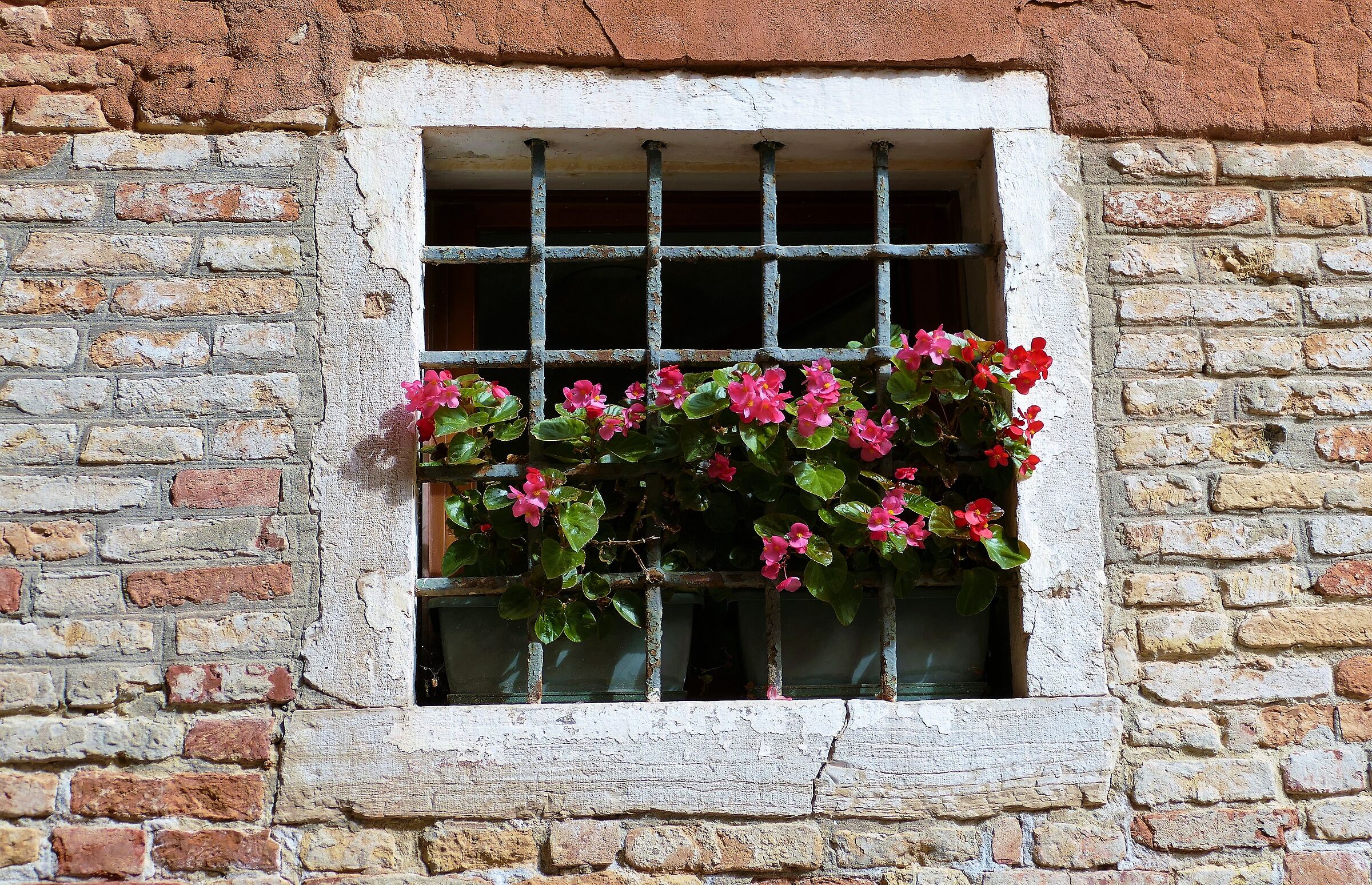 Flowers imprisoned in Venice.