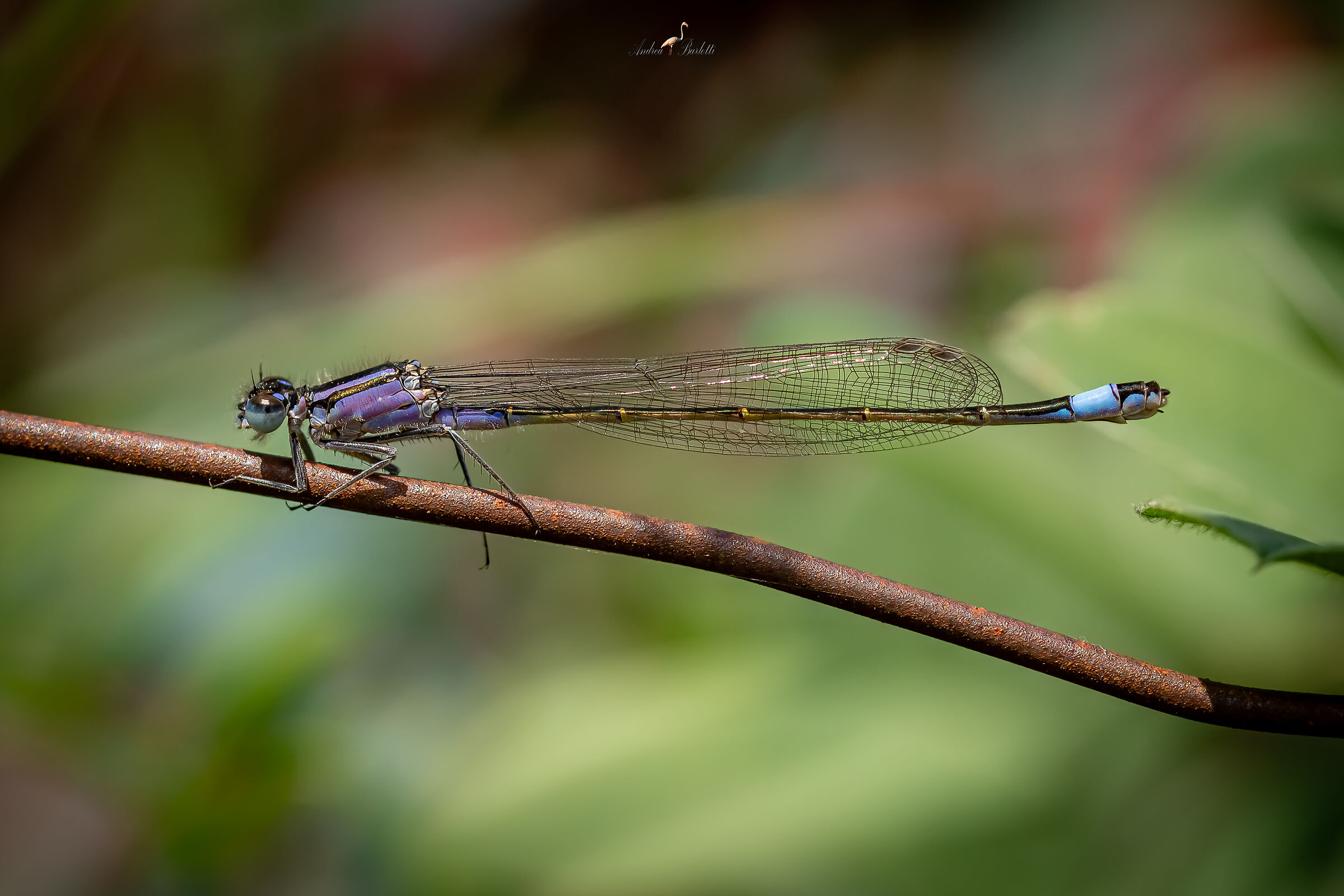Ischnura elegans F.