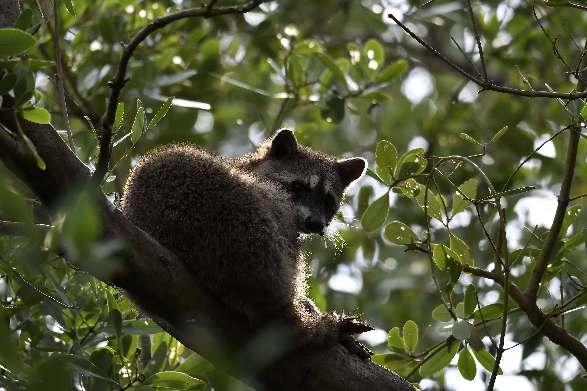 Raccoon