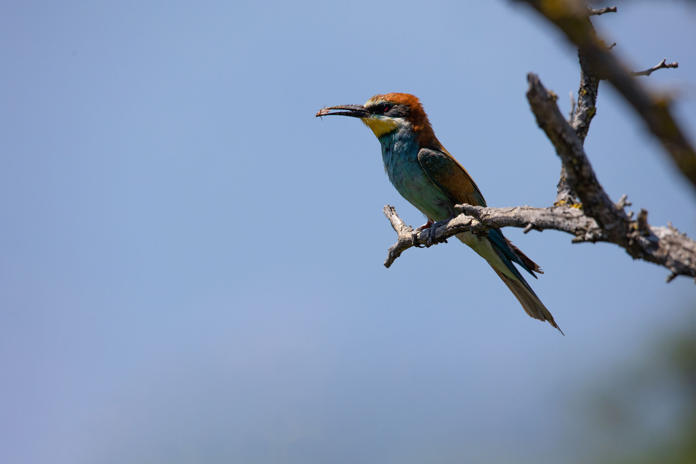 Bee-eater with prey