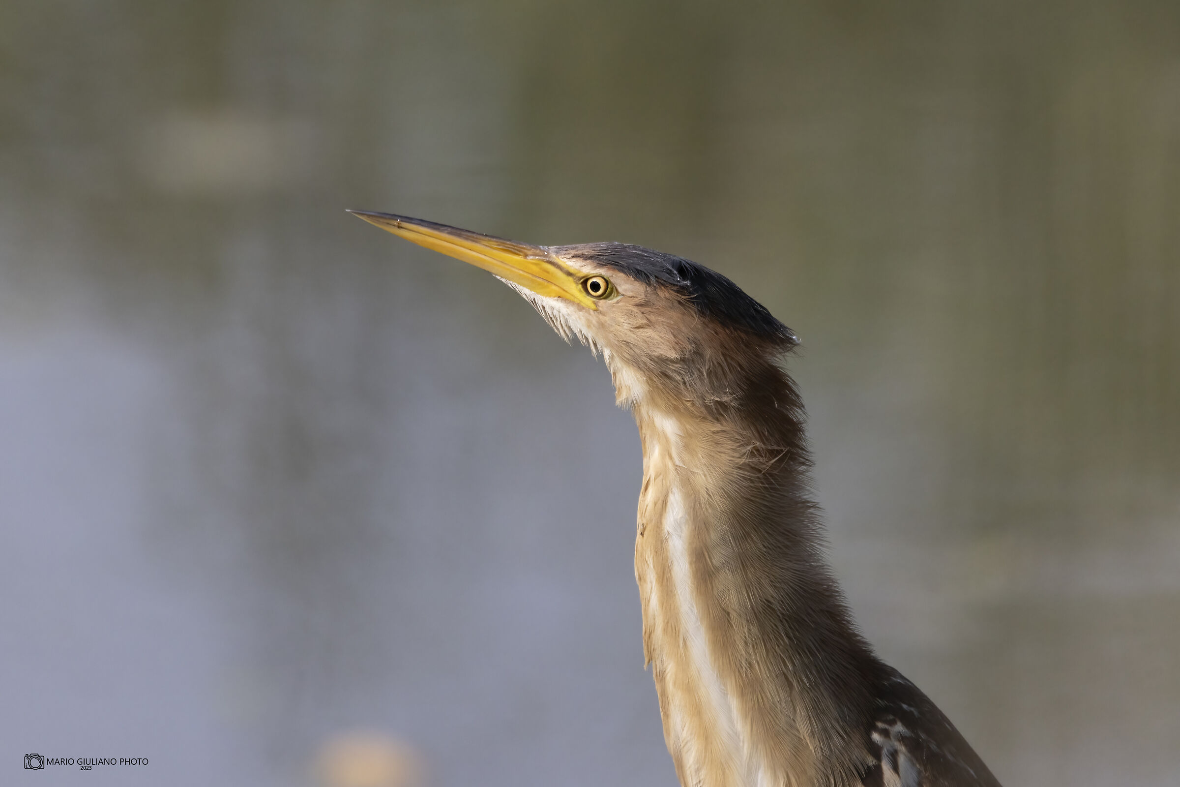 Little bittern