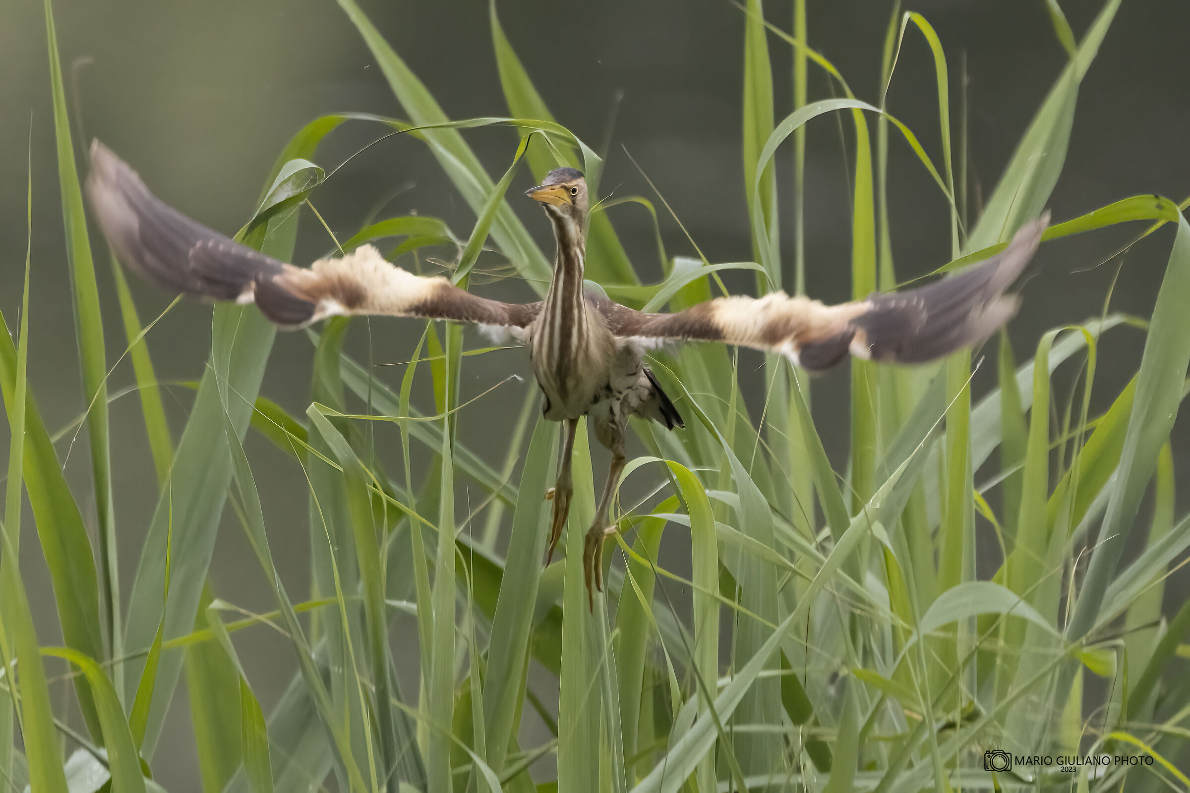 Little bittern