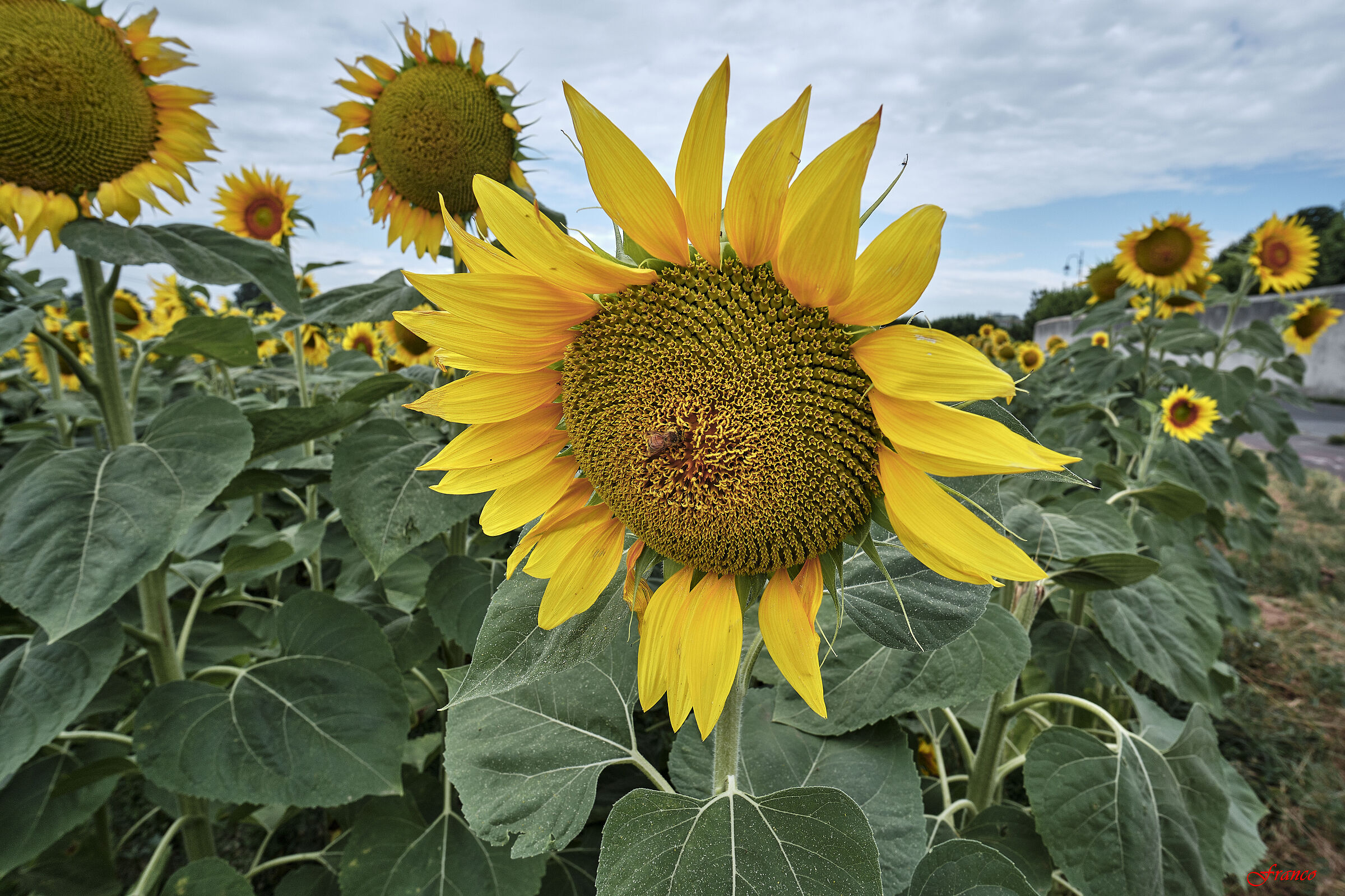 I girasoli di Gonfienti #2