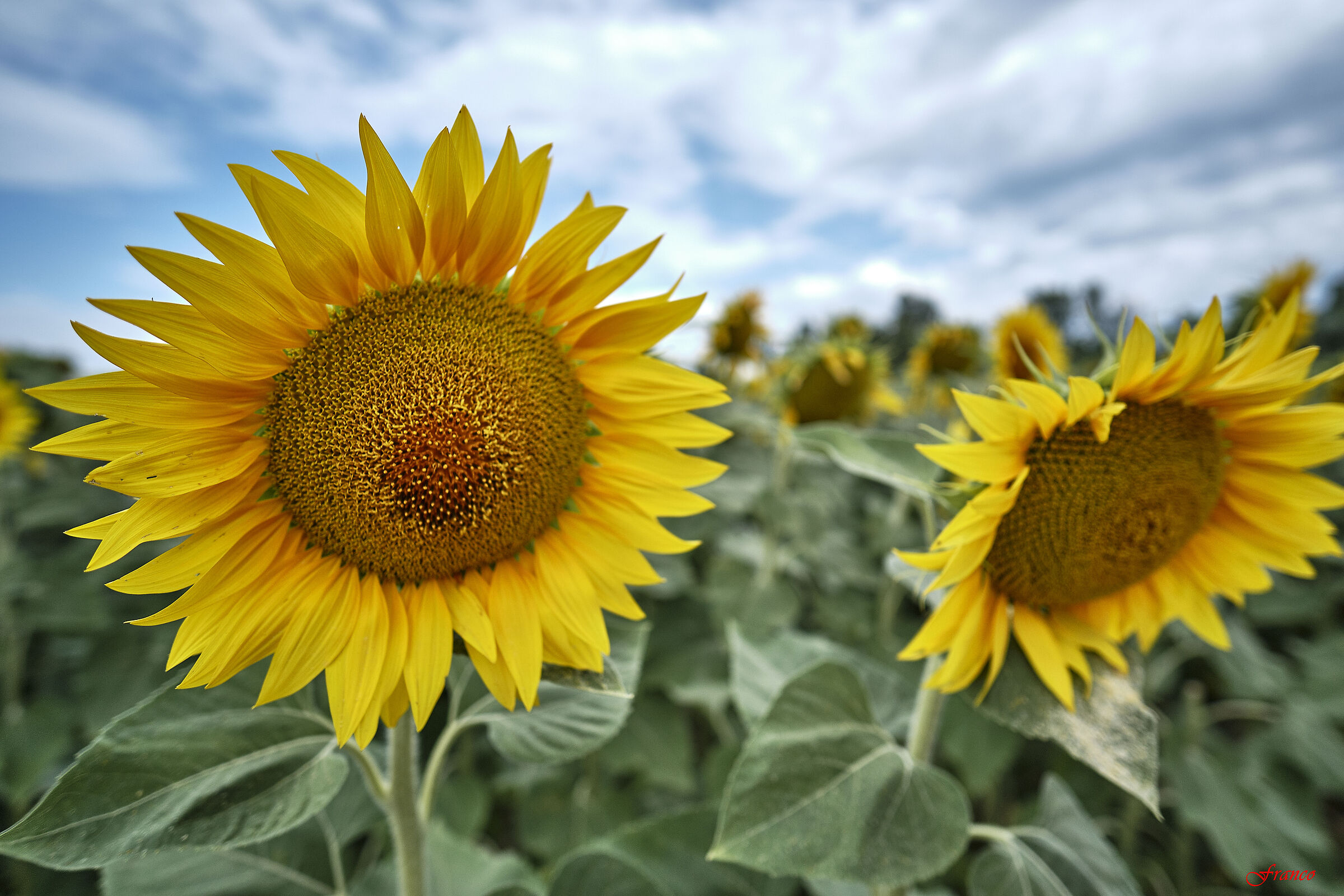 I girasoli di Gonfienti #1