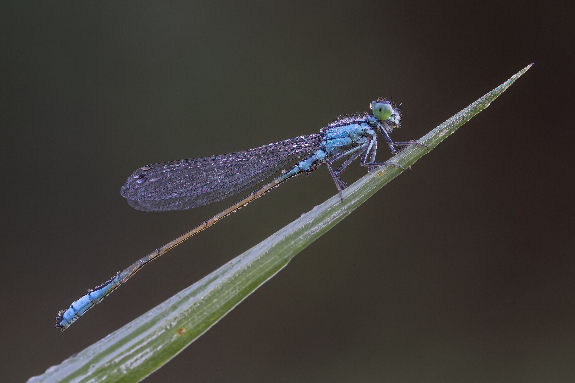 Ischnura elegans
