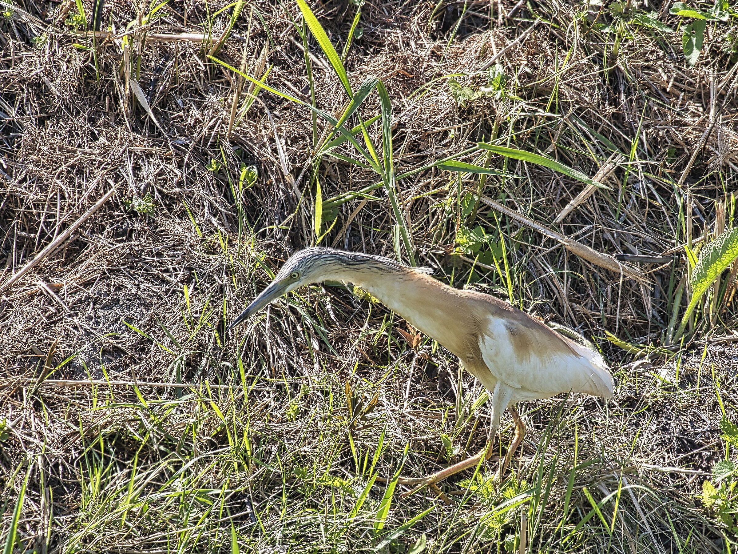 Tarabusino
