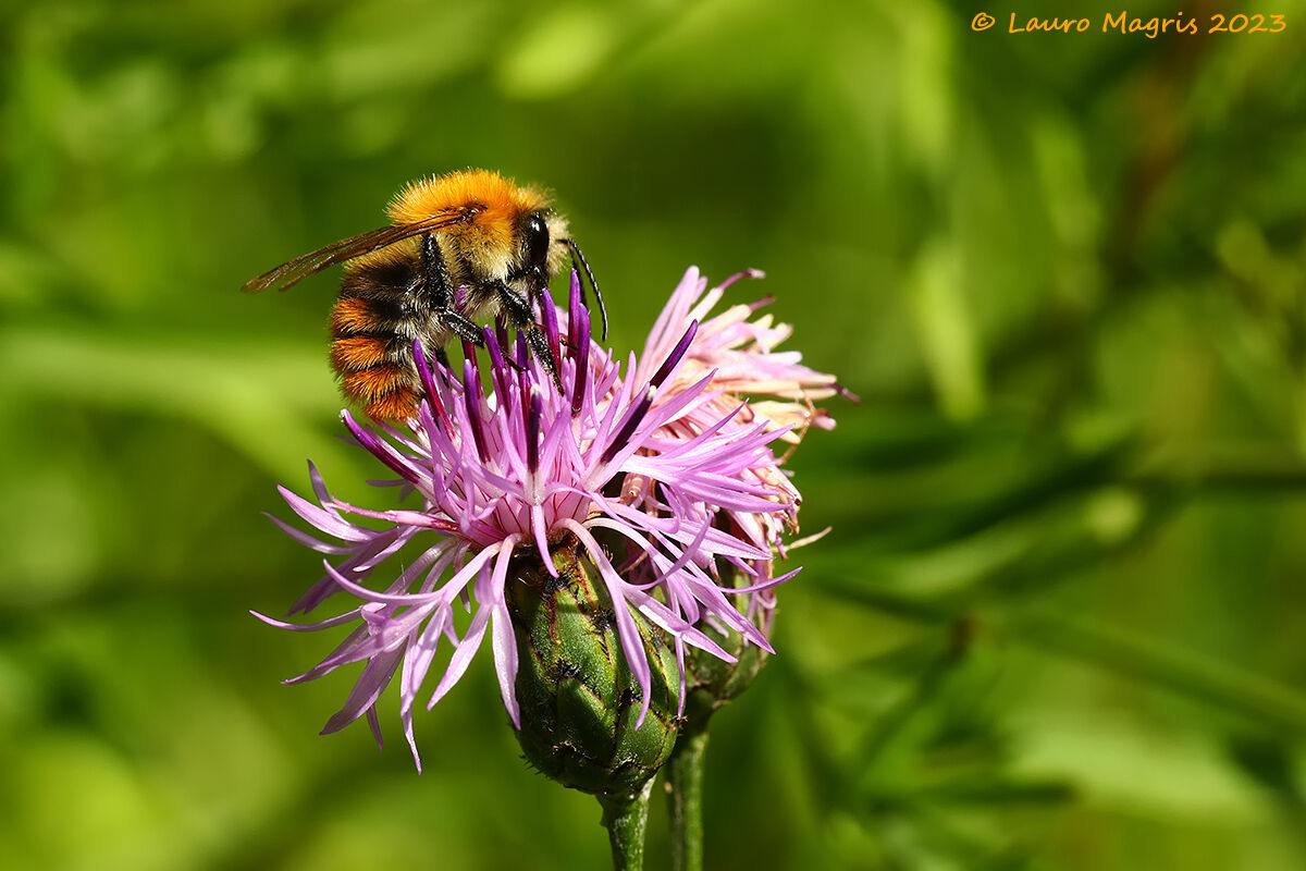 Bombus Pascuorum