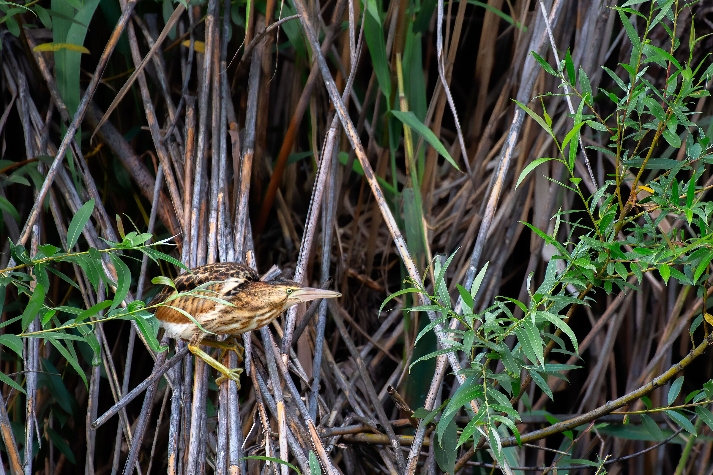 Little bittern