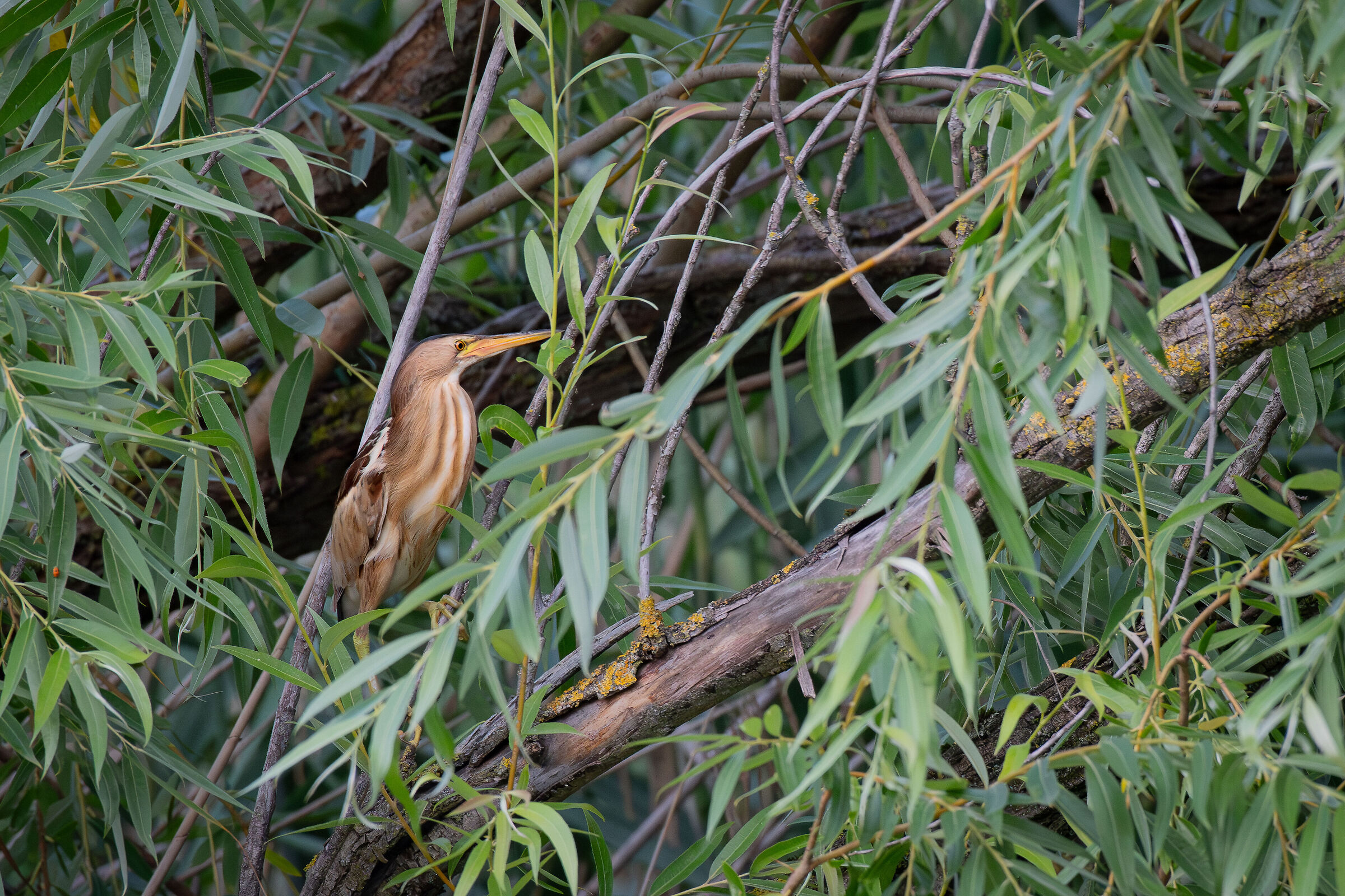 Little bittern