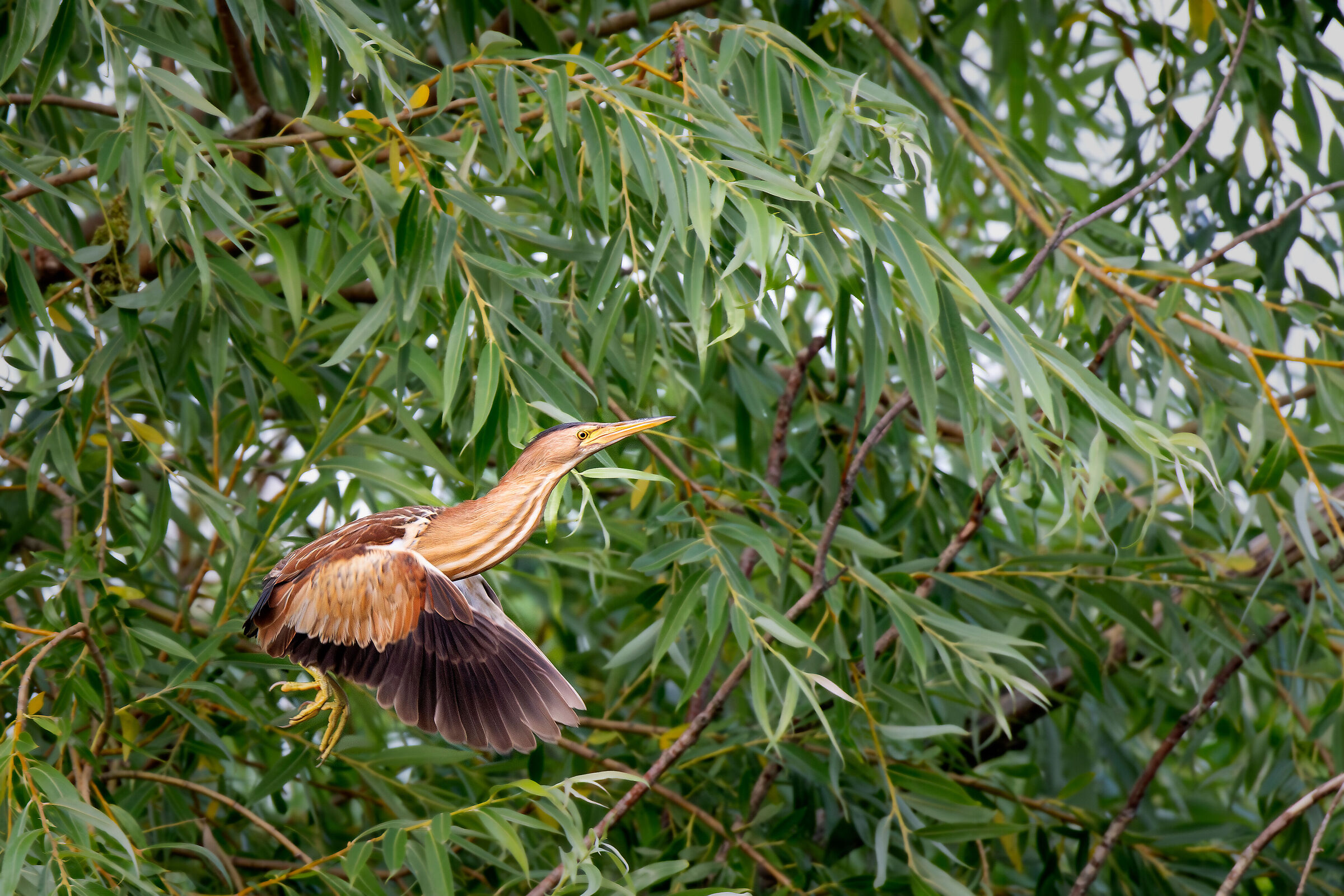 Little bittern