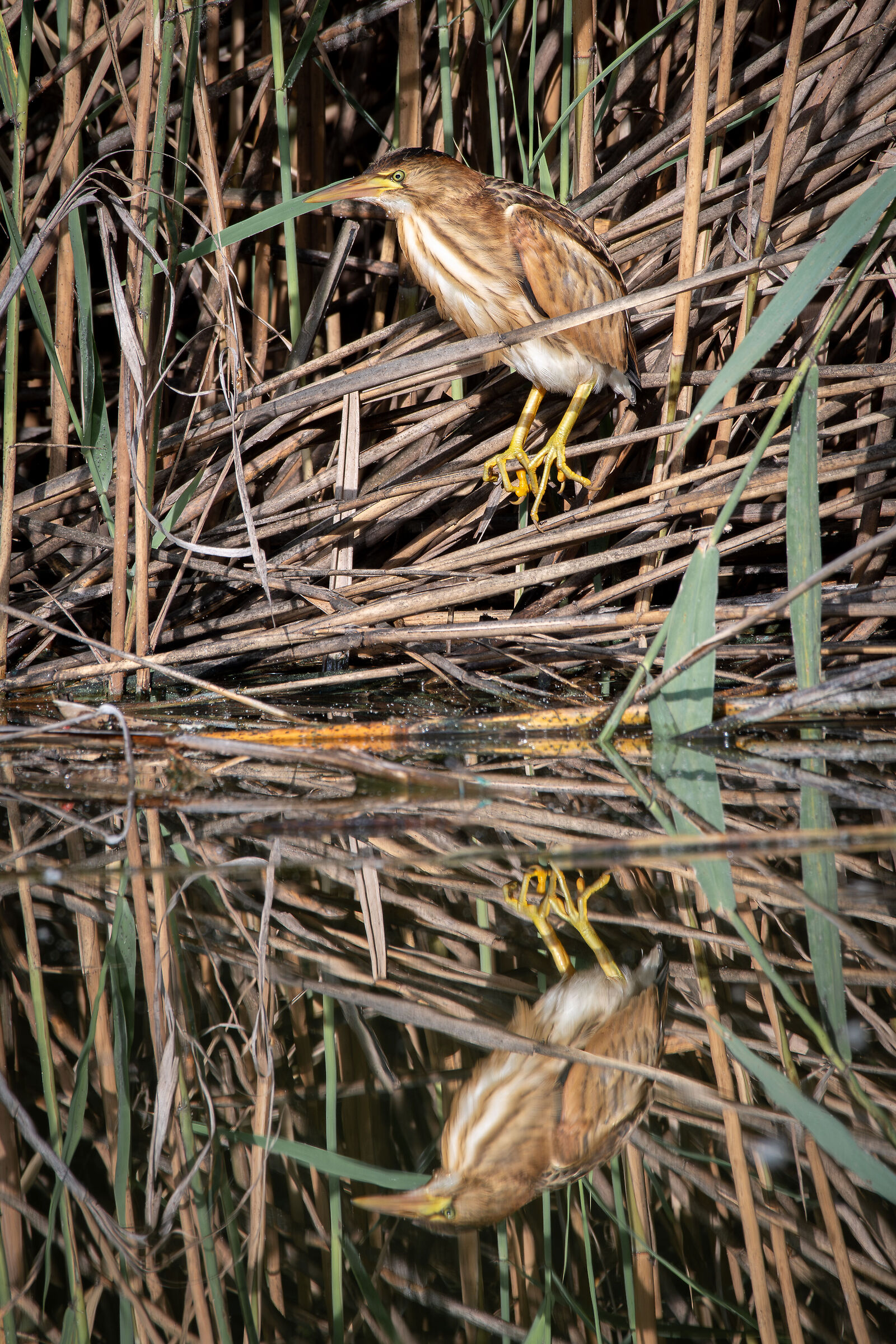 Little bittern