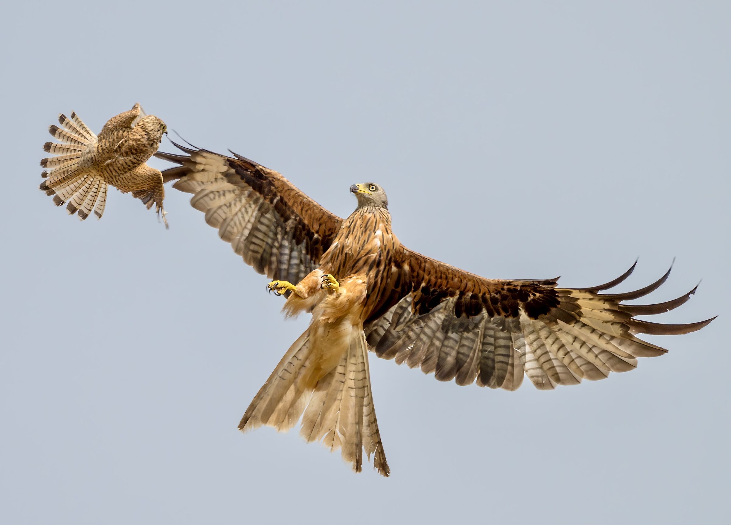 Gheppio contro nibbio reale