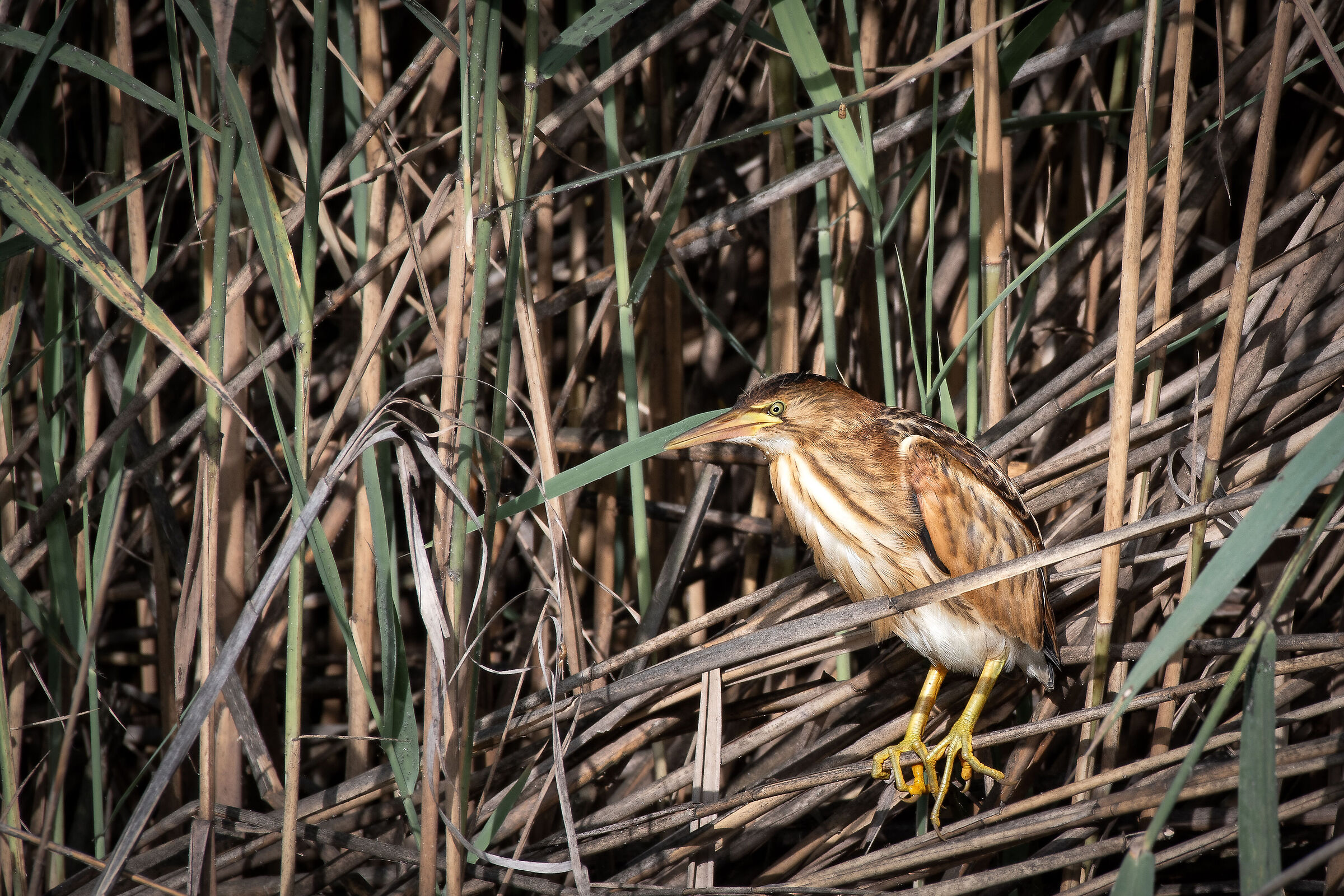 Little bittern