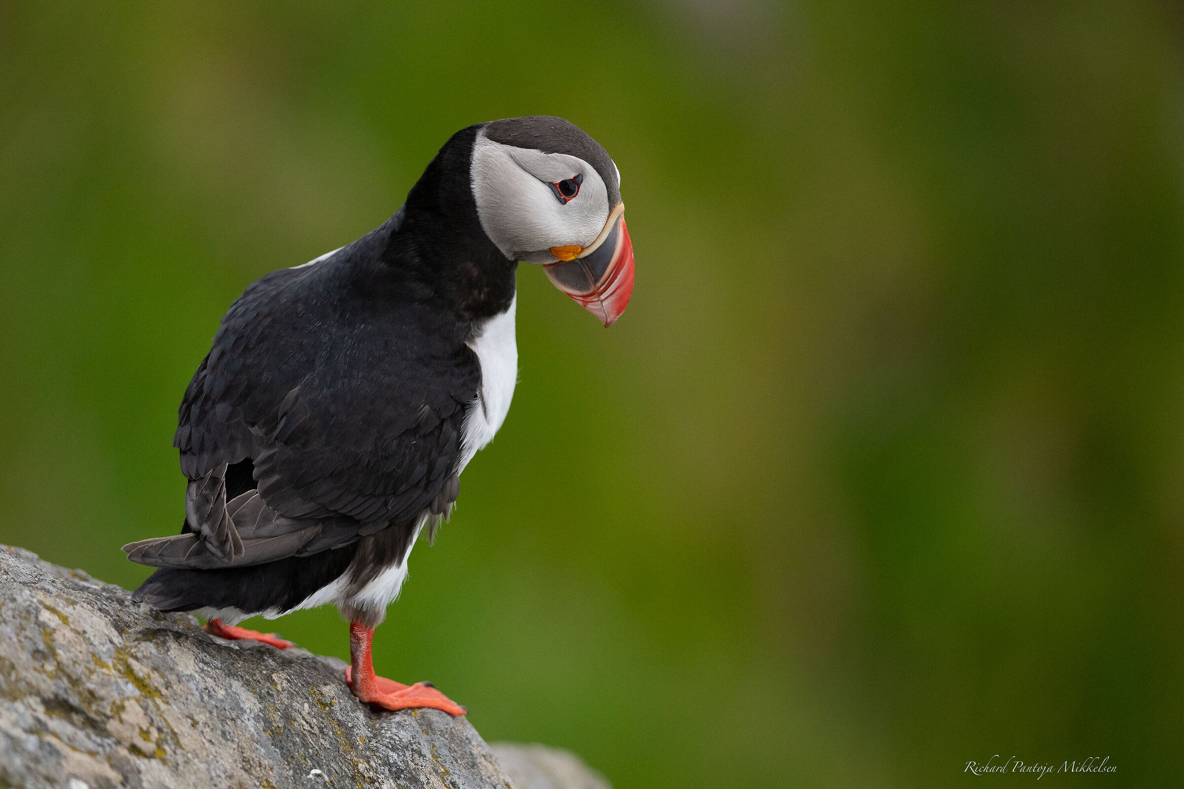 Ritratto di pulcinella di mare