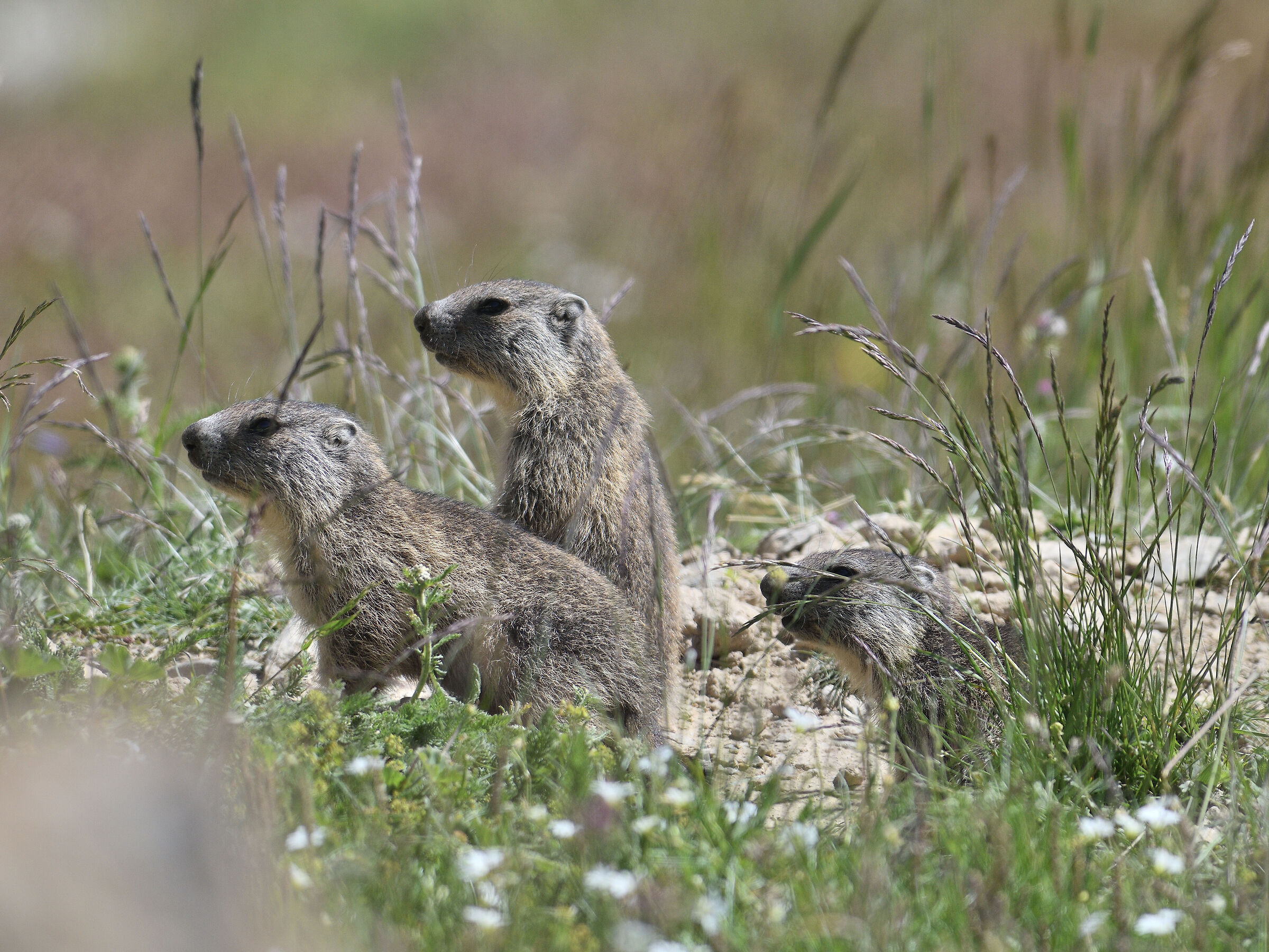 We are three small marmots...