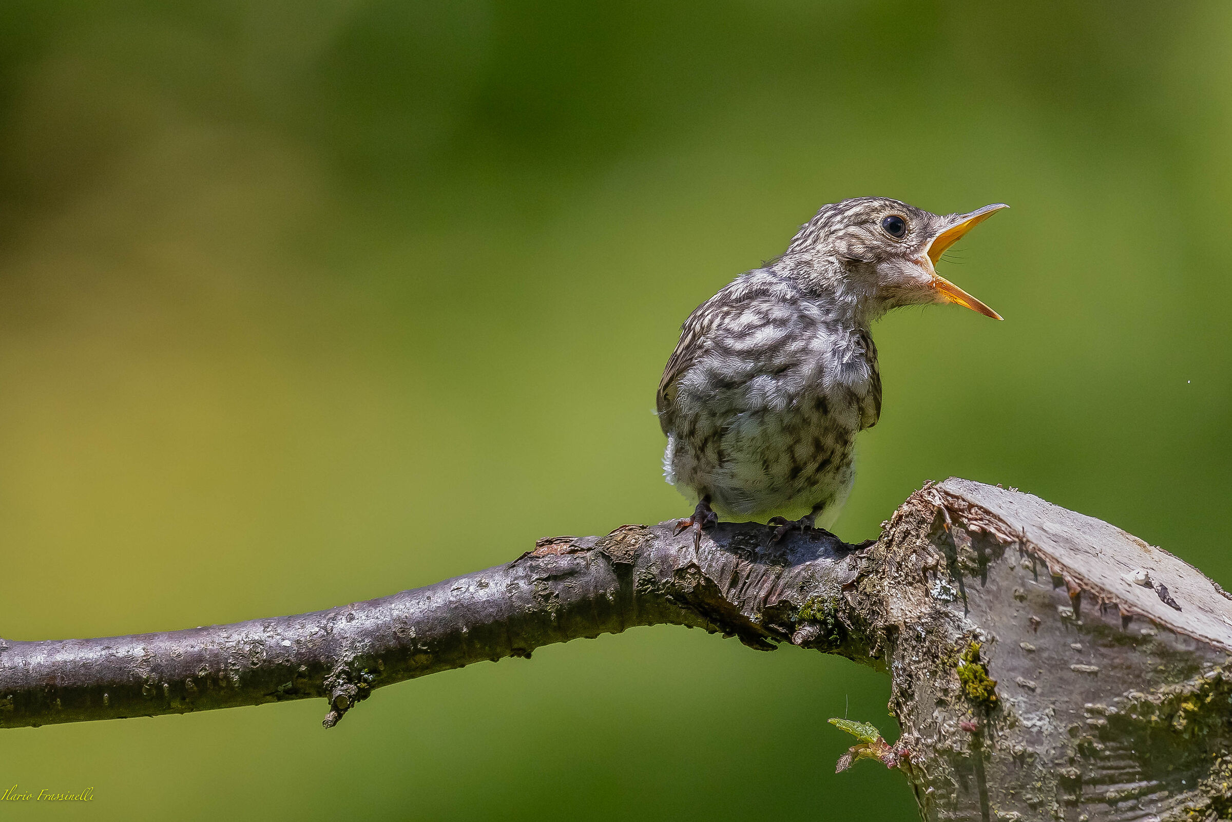 The hungry little flycatcher
