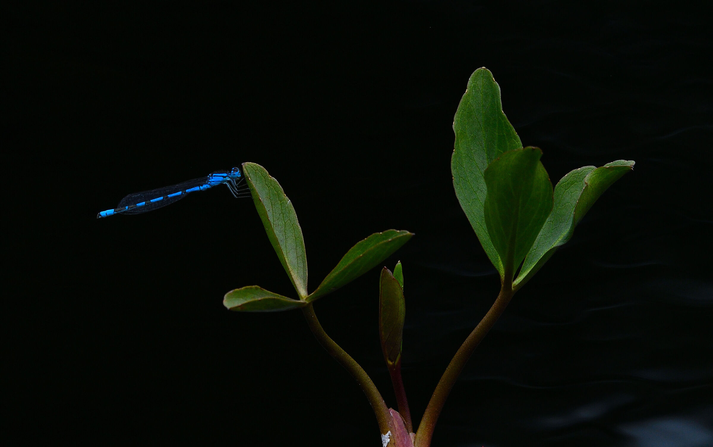 Coenagrion Hastulatum