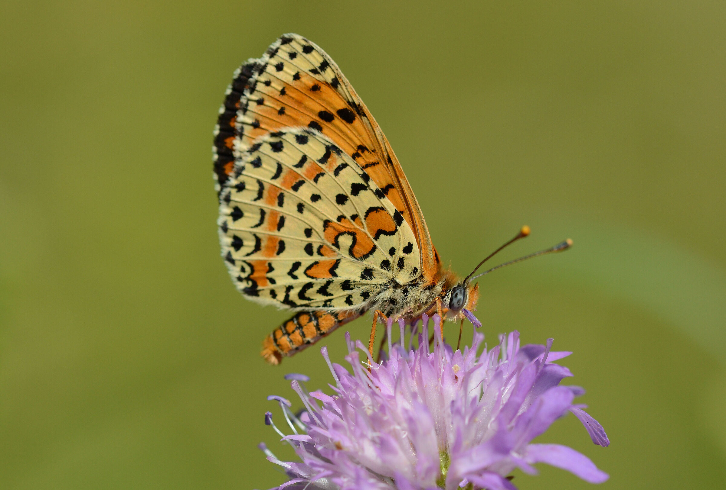 Melitaea didyma