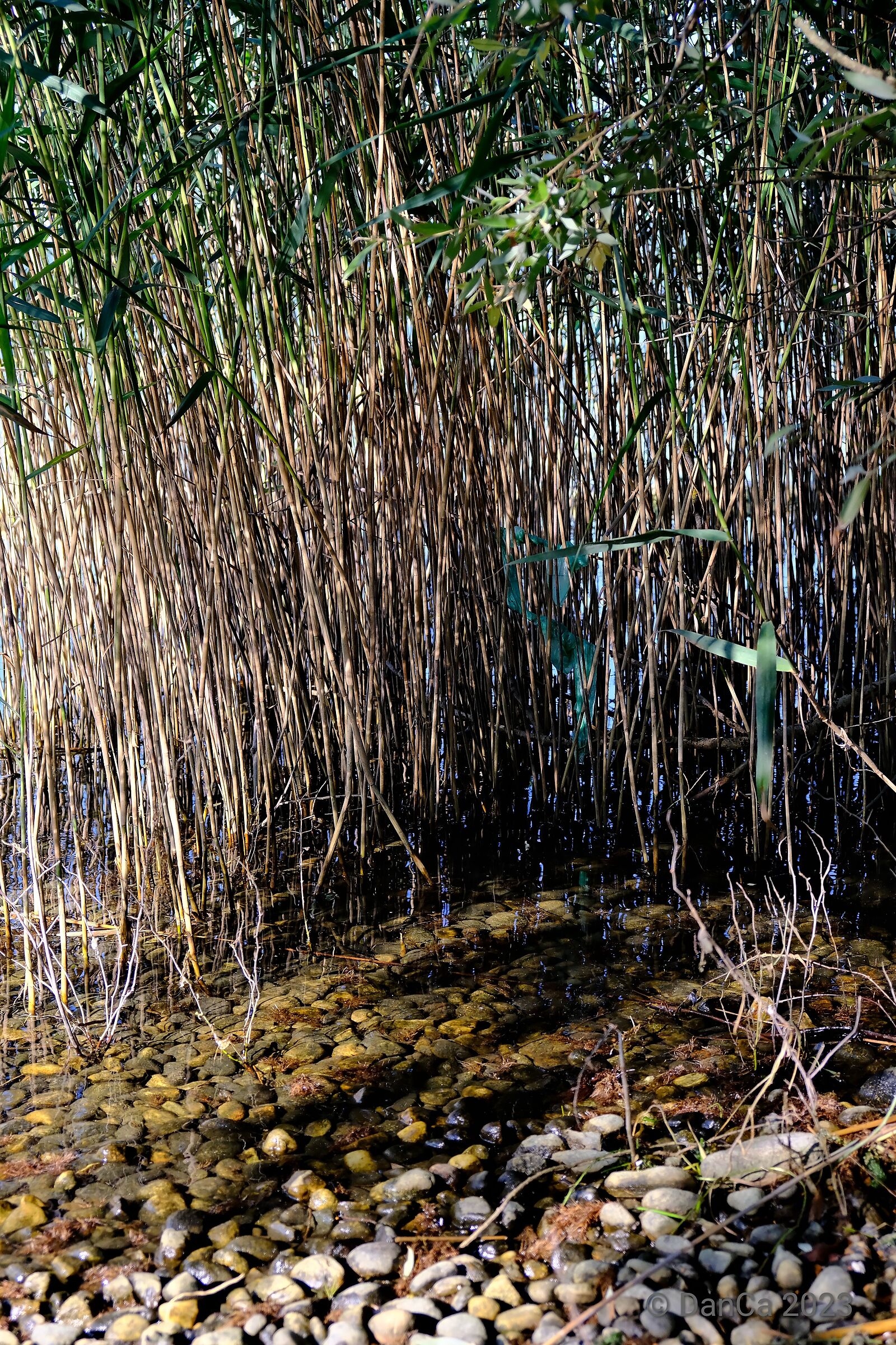 Green ribbon in the reeds