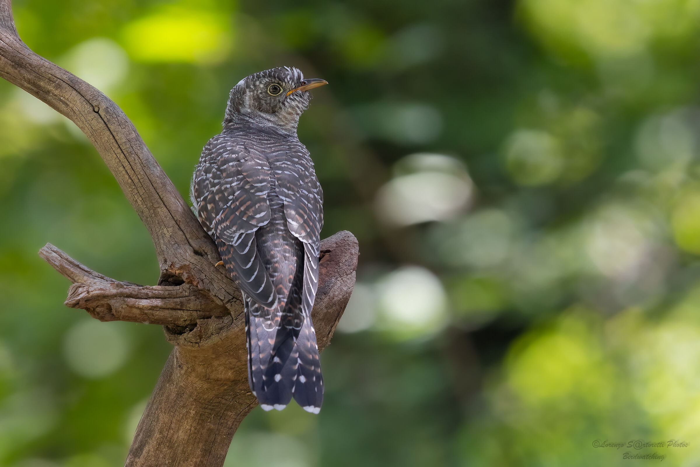 Young cuckoo