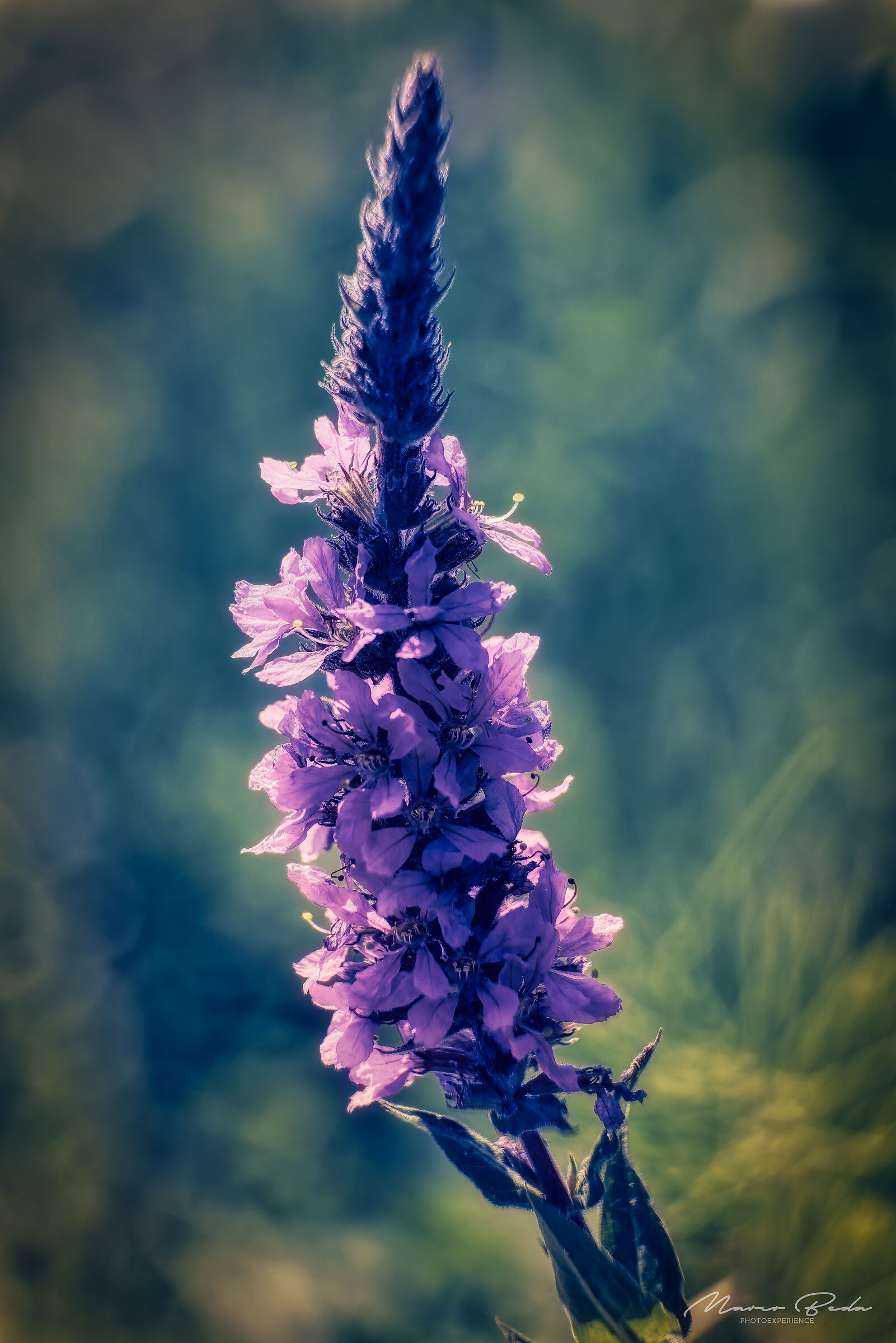 lavanda selvatica