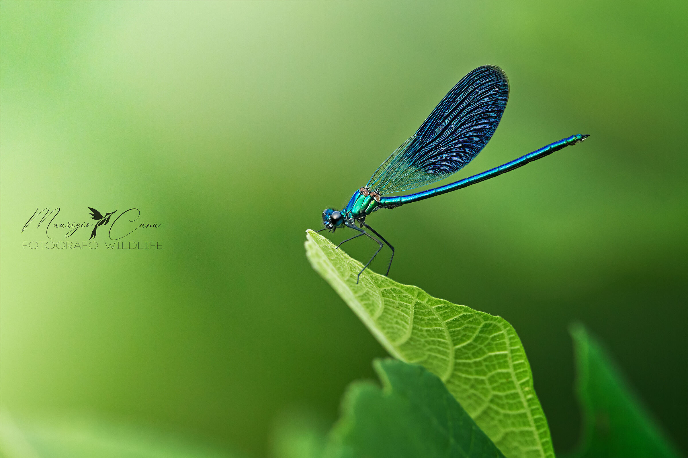DAMSEL