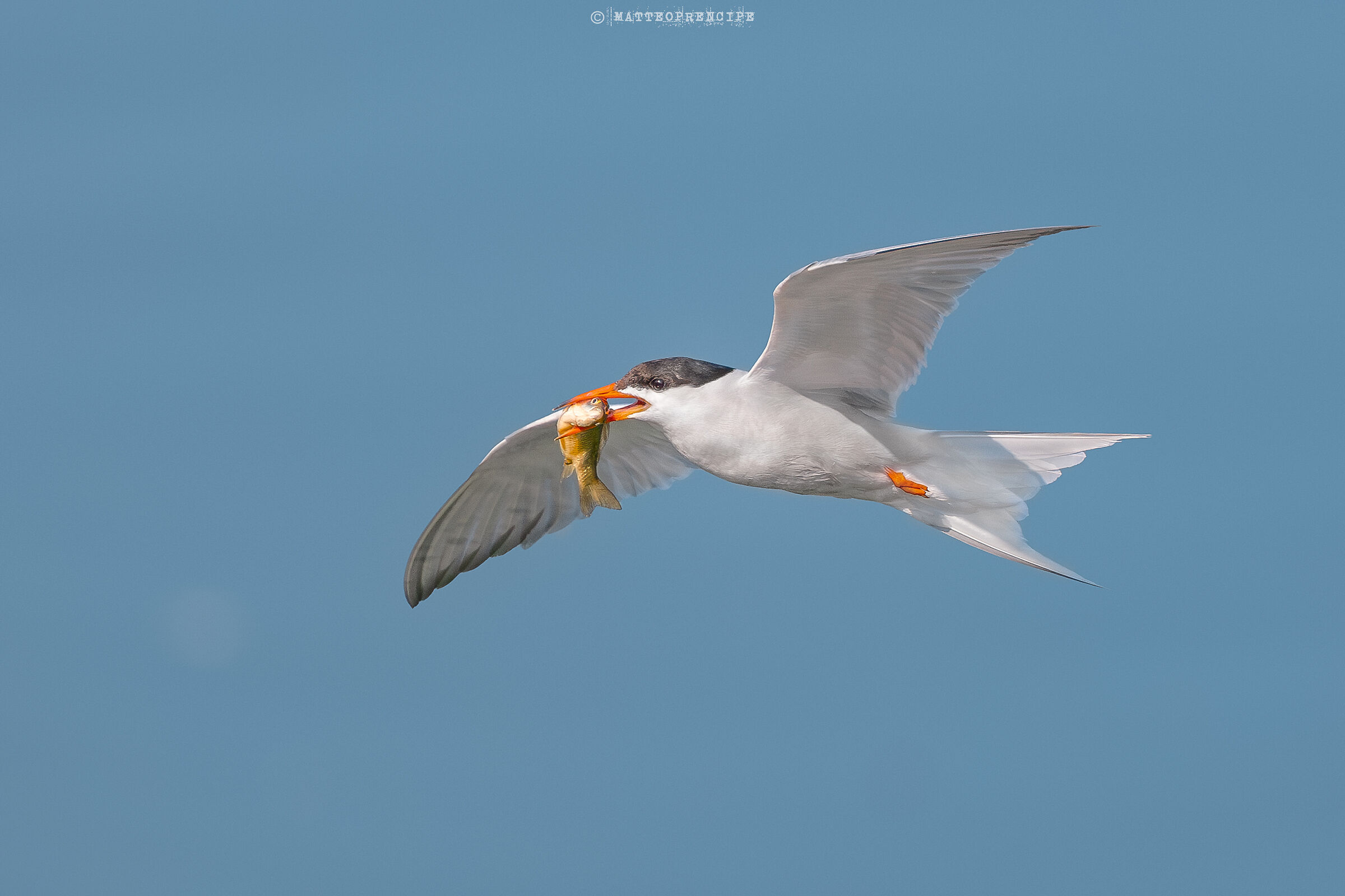 Tern with prey