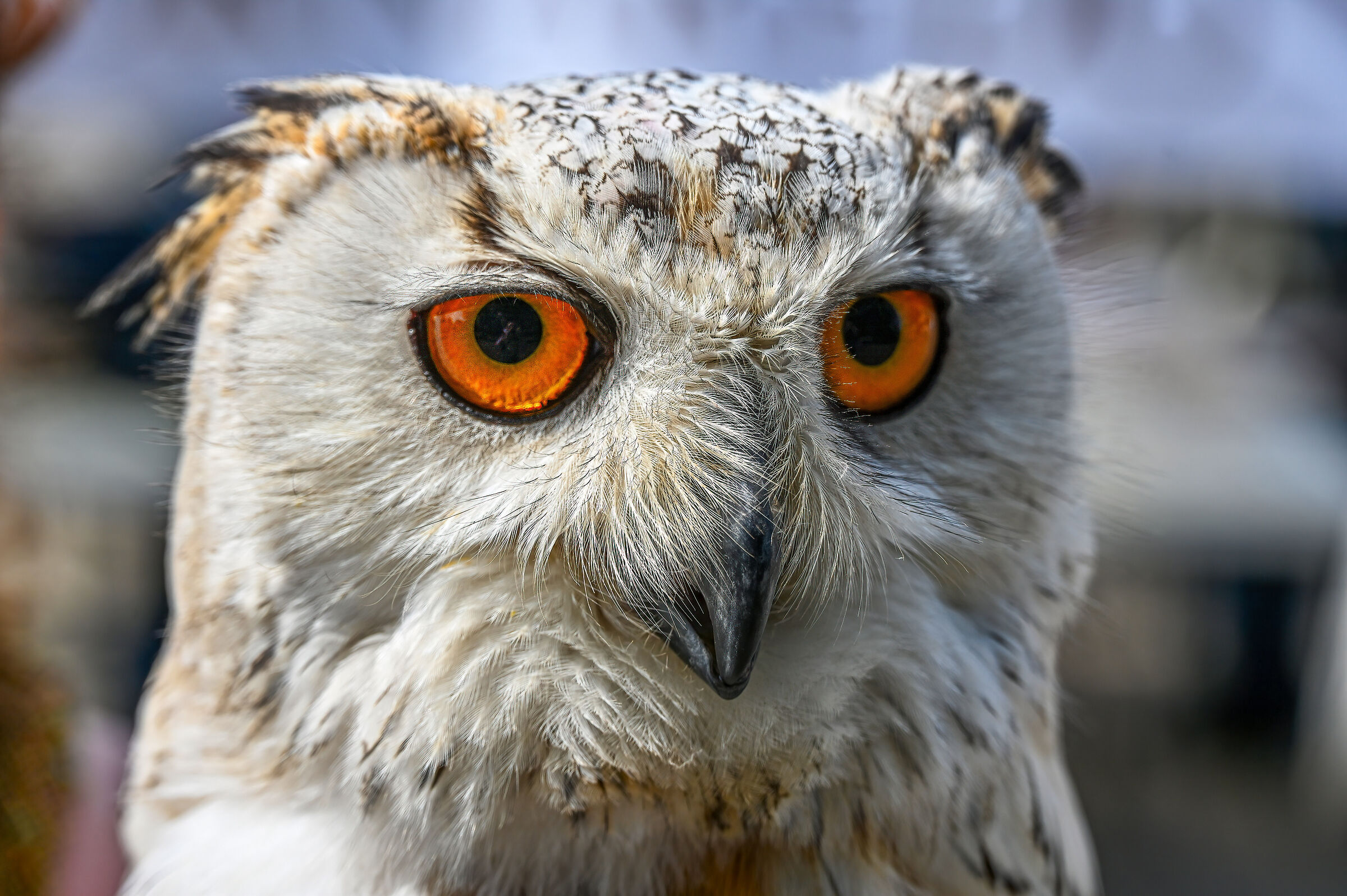 Eagle owl
