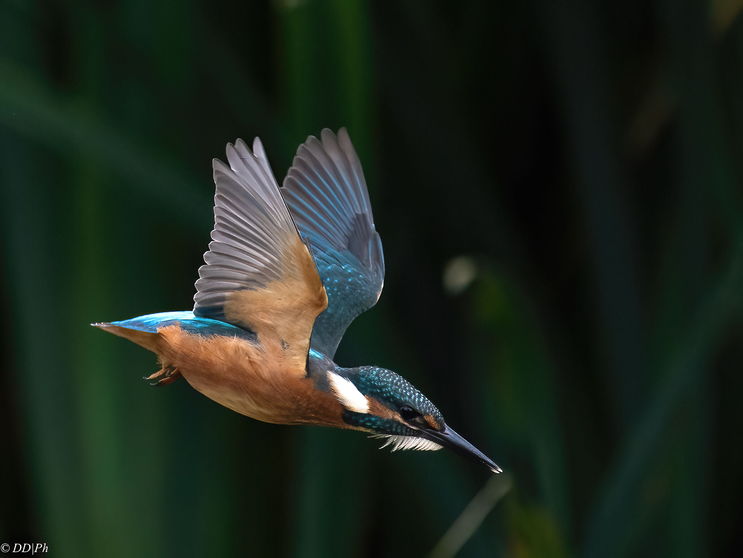 Kingfisher