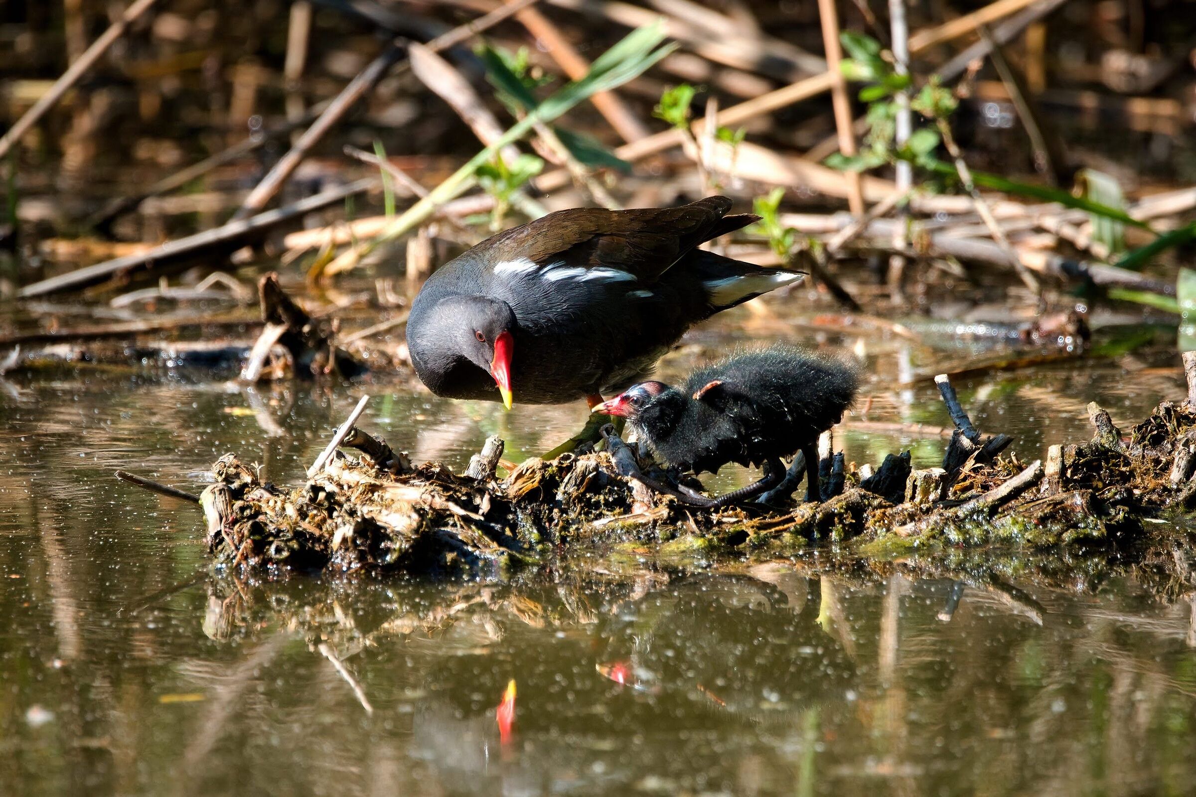 Moorhen with pullet