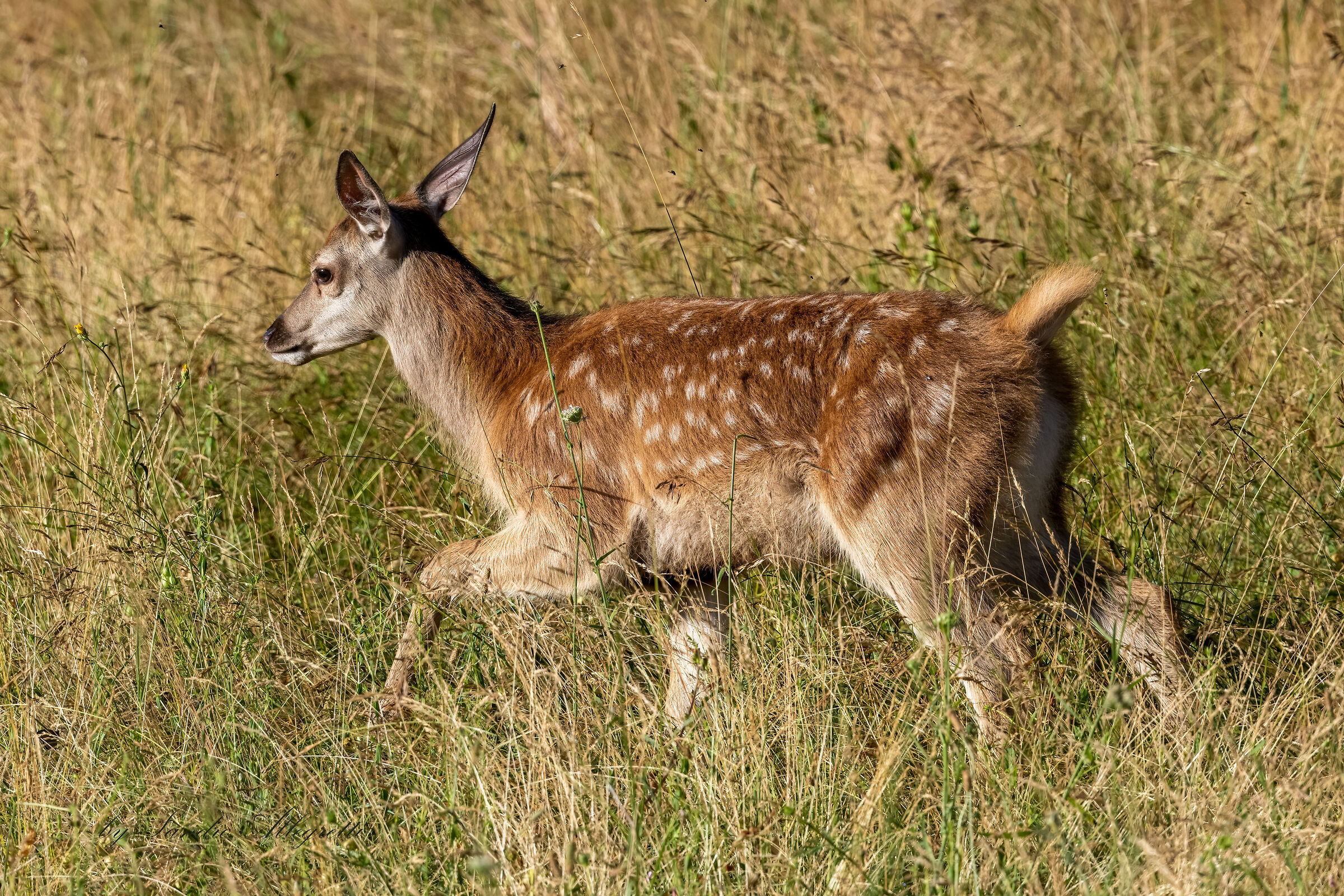 Il cervo nobile (Cervus elaphus)