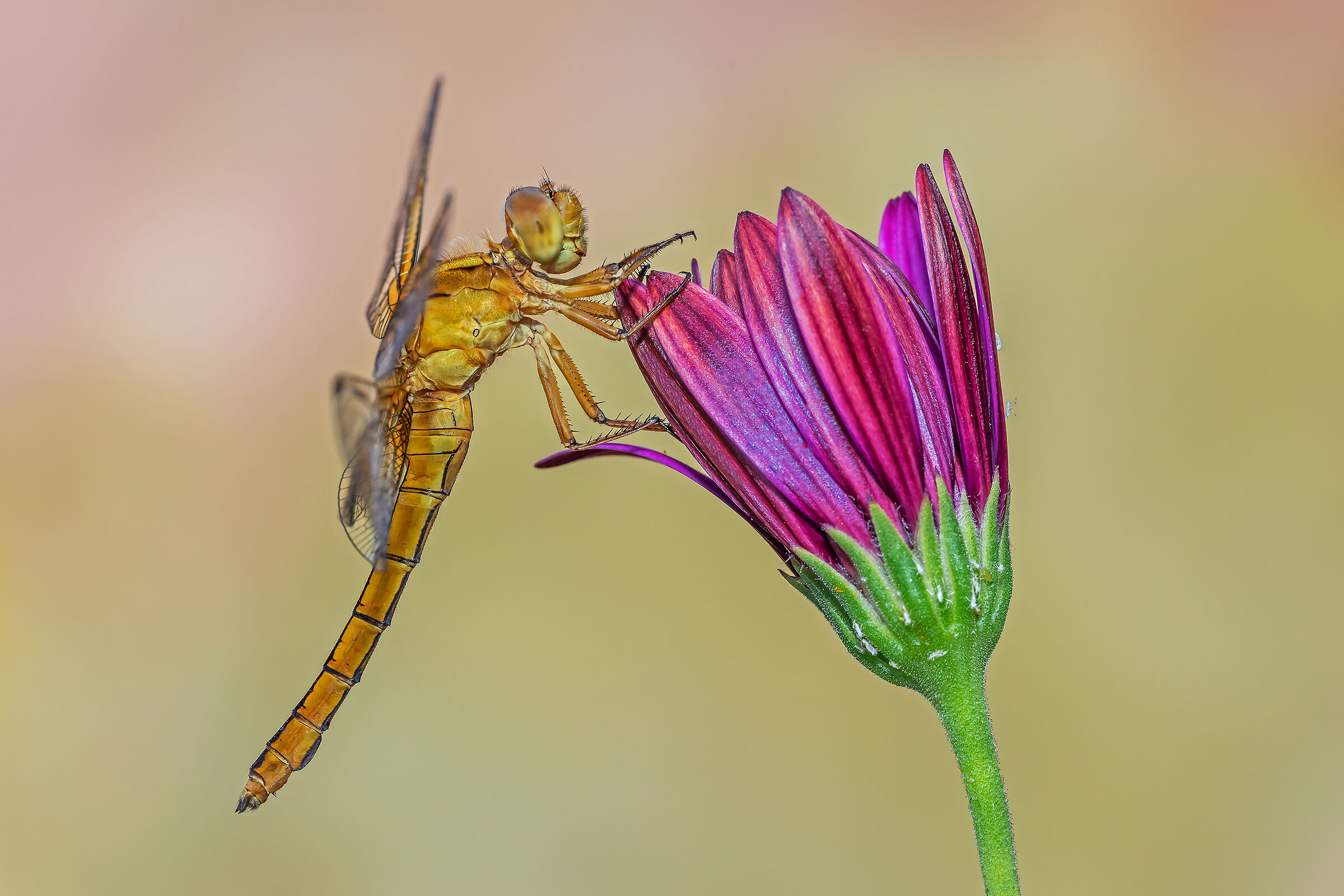 Orthetrum coerulescens