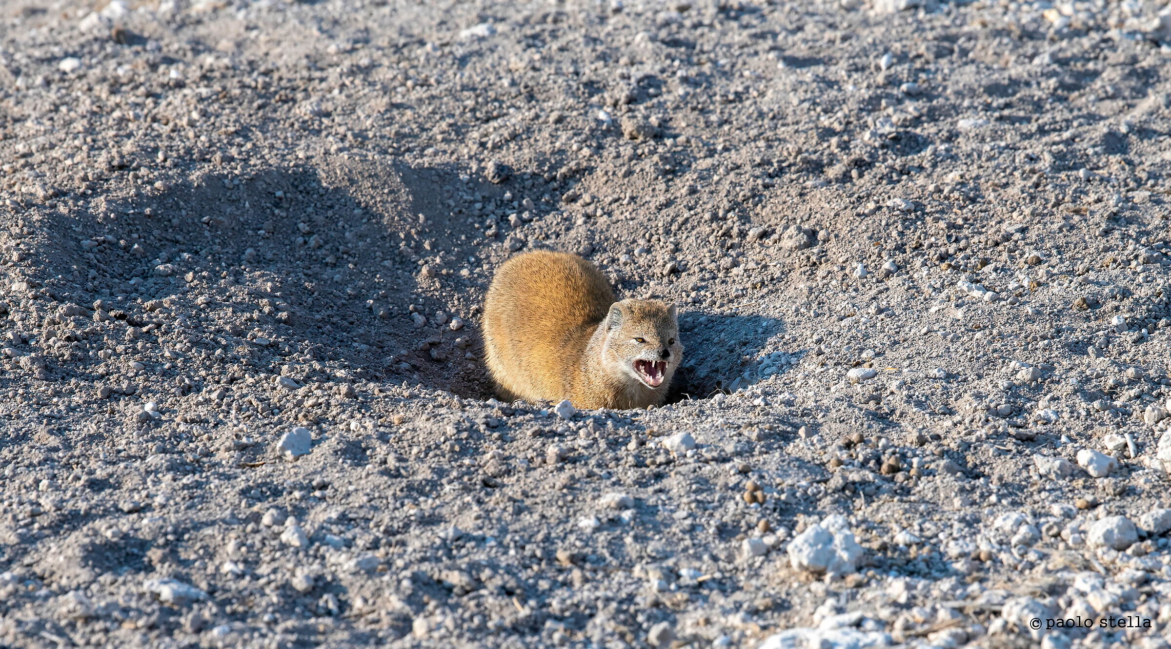 Yellow mongoose (Cynictis penicillata)