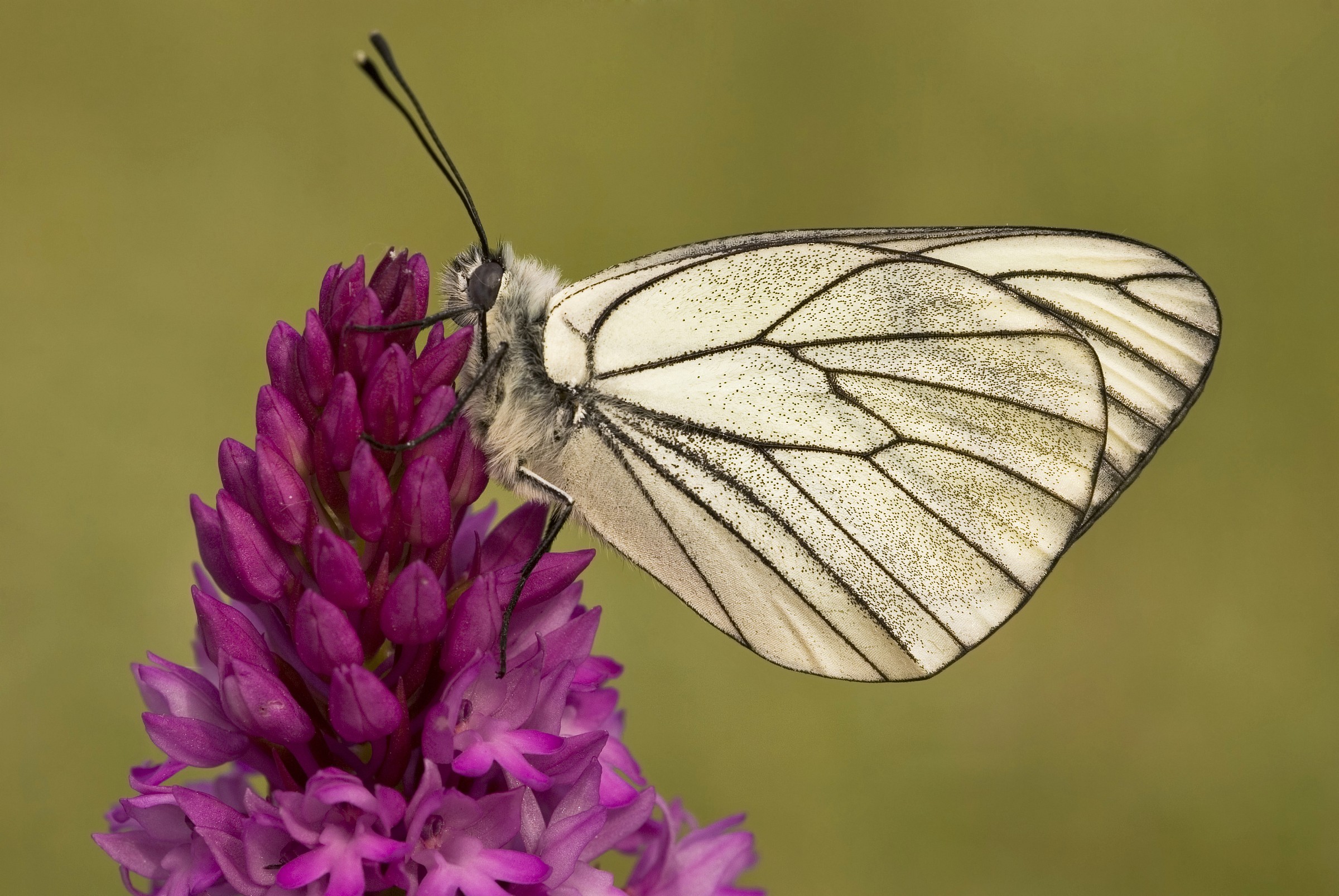 Aporia of piramidalis