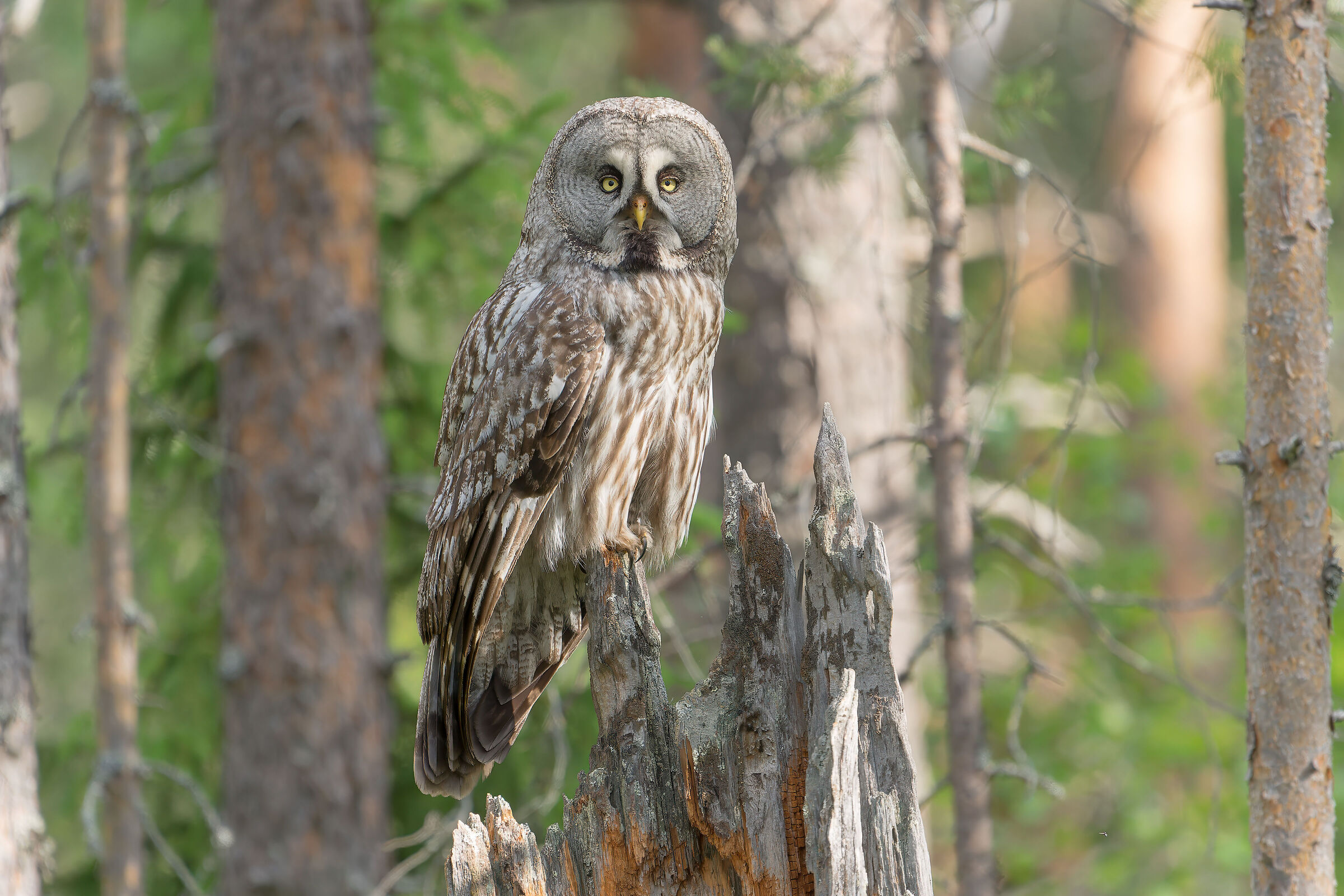 Allocco della Lapponia
