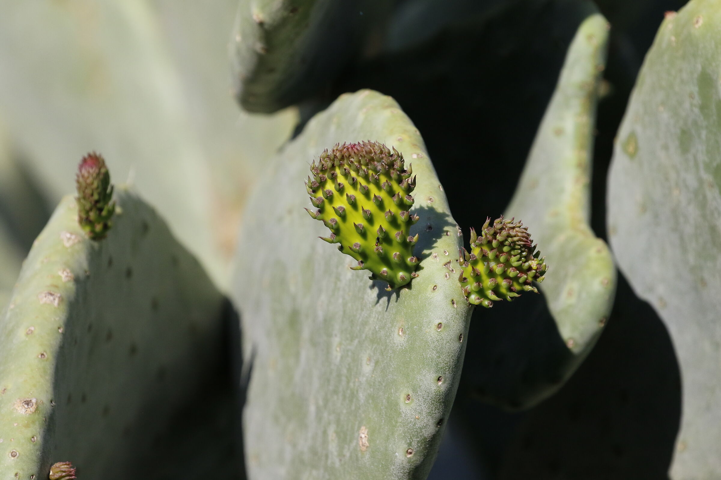 " Crop 6 Cento 40 ", Canon 100- 400 L II, 7 D II