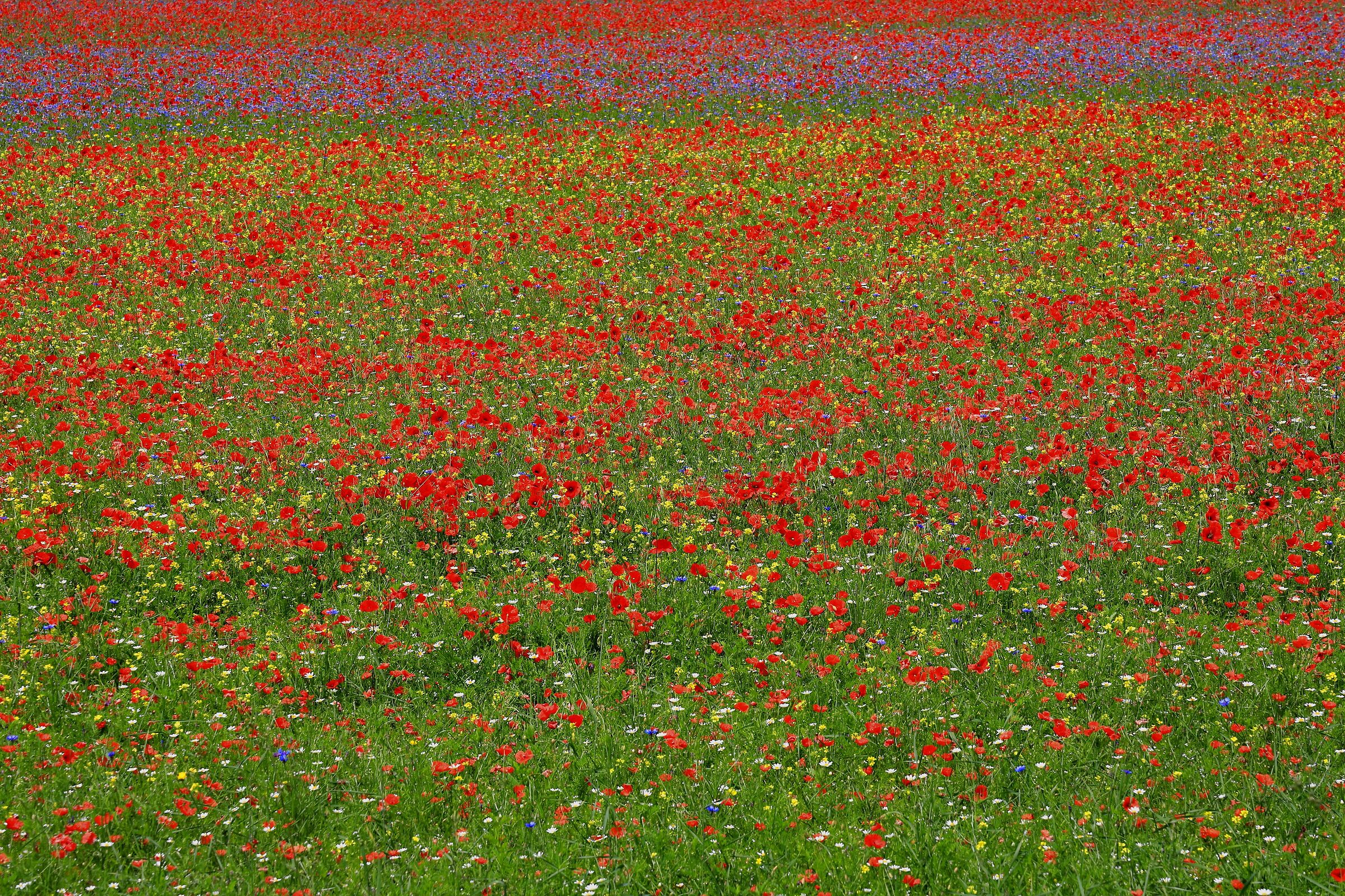 The colors of Nature