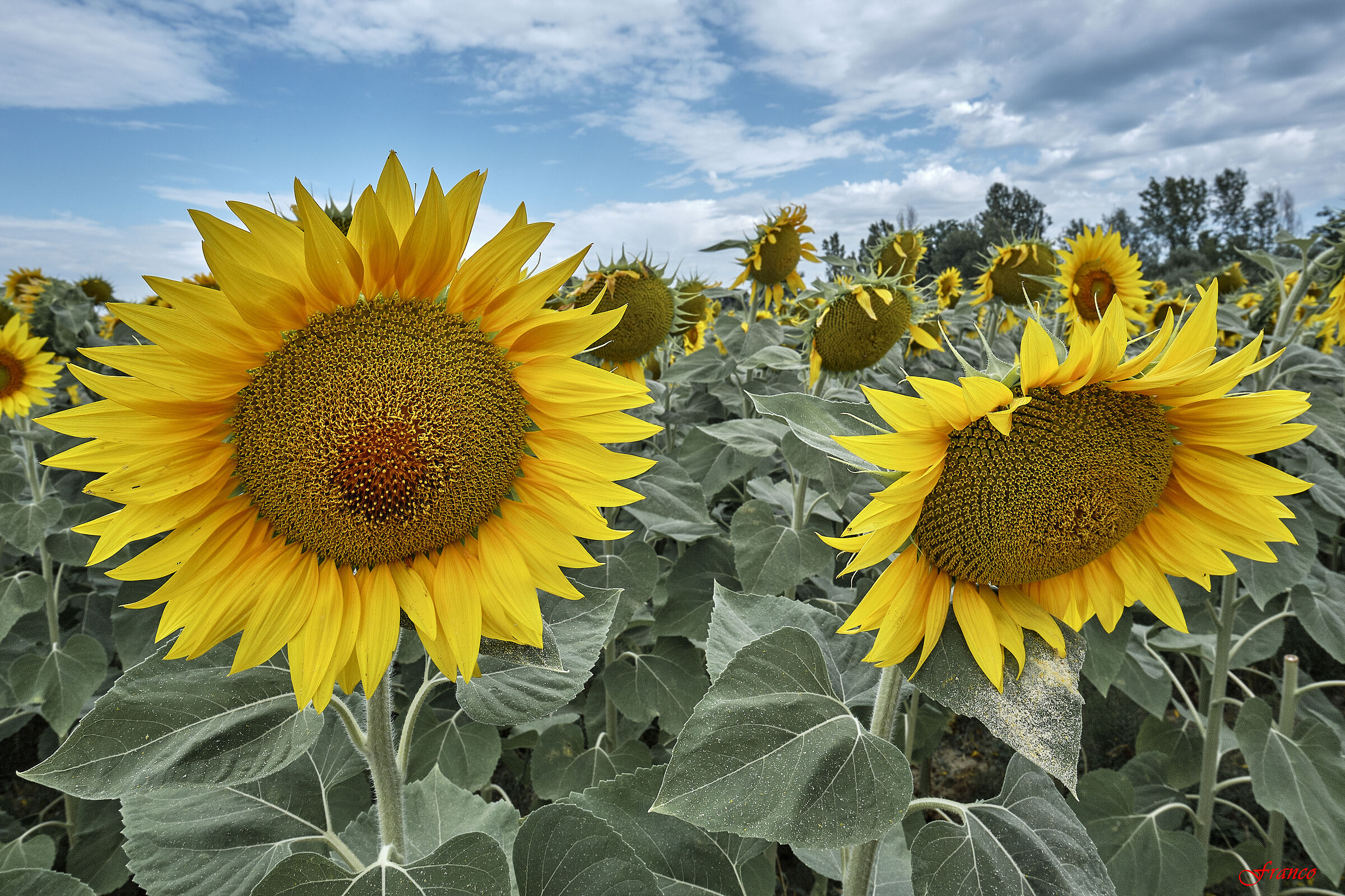 I girasoli di Gonfienti #4