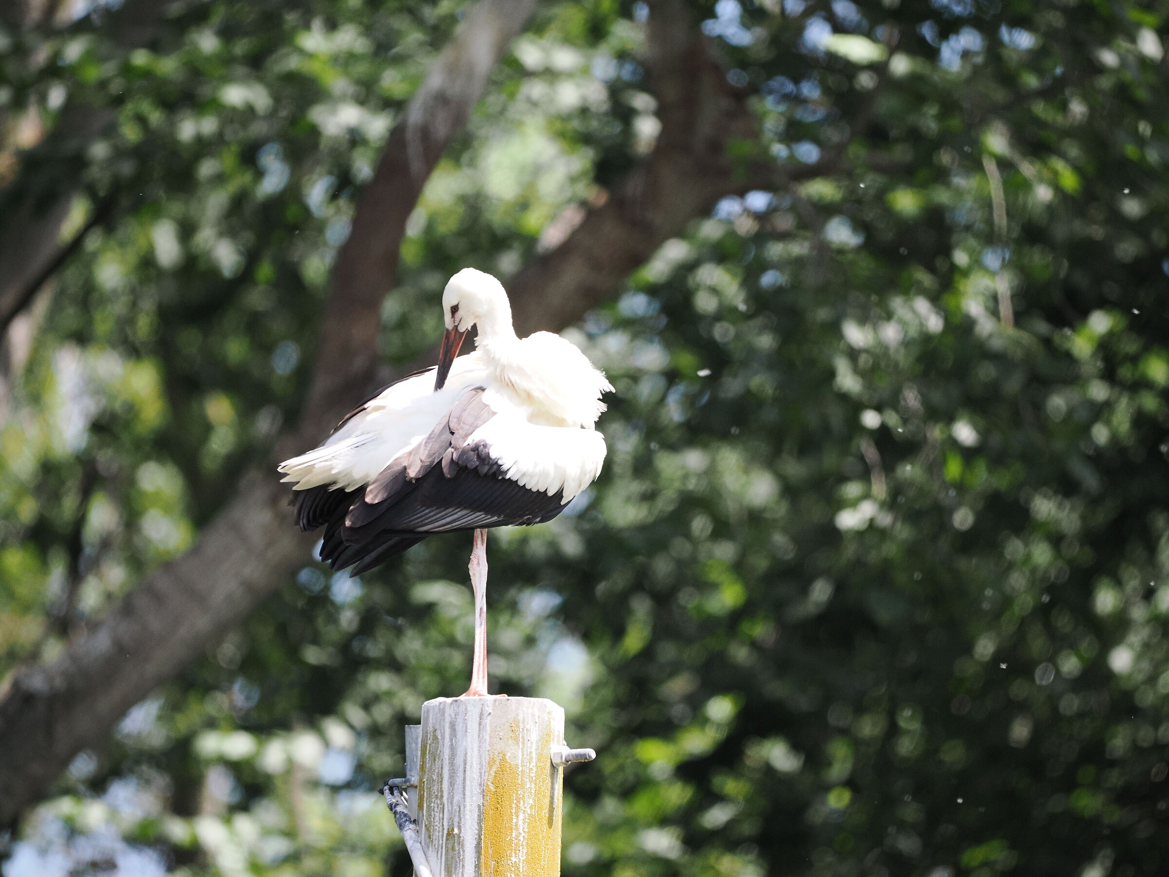 Il Cicognino si gratta