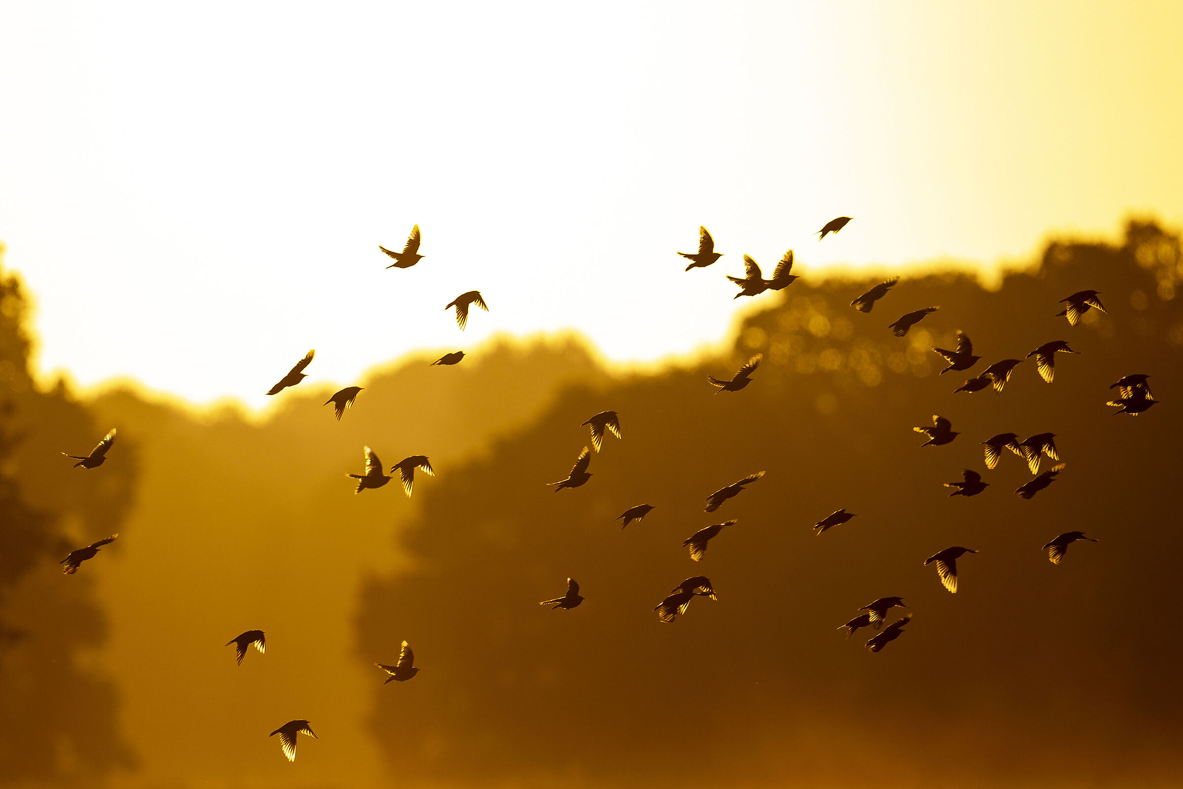 Crows at dawn