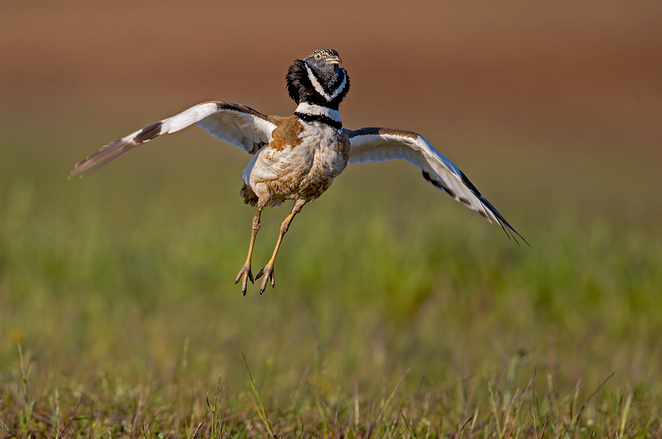 Little Bustard