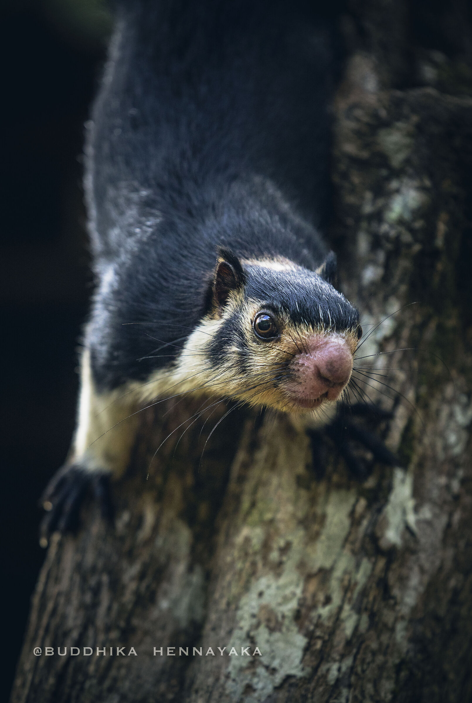 Grizzled giant squirrel