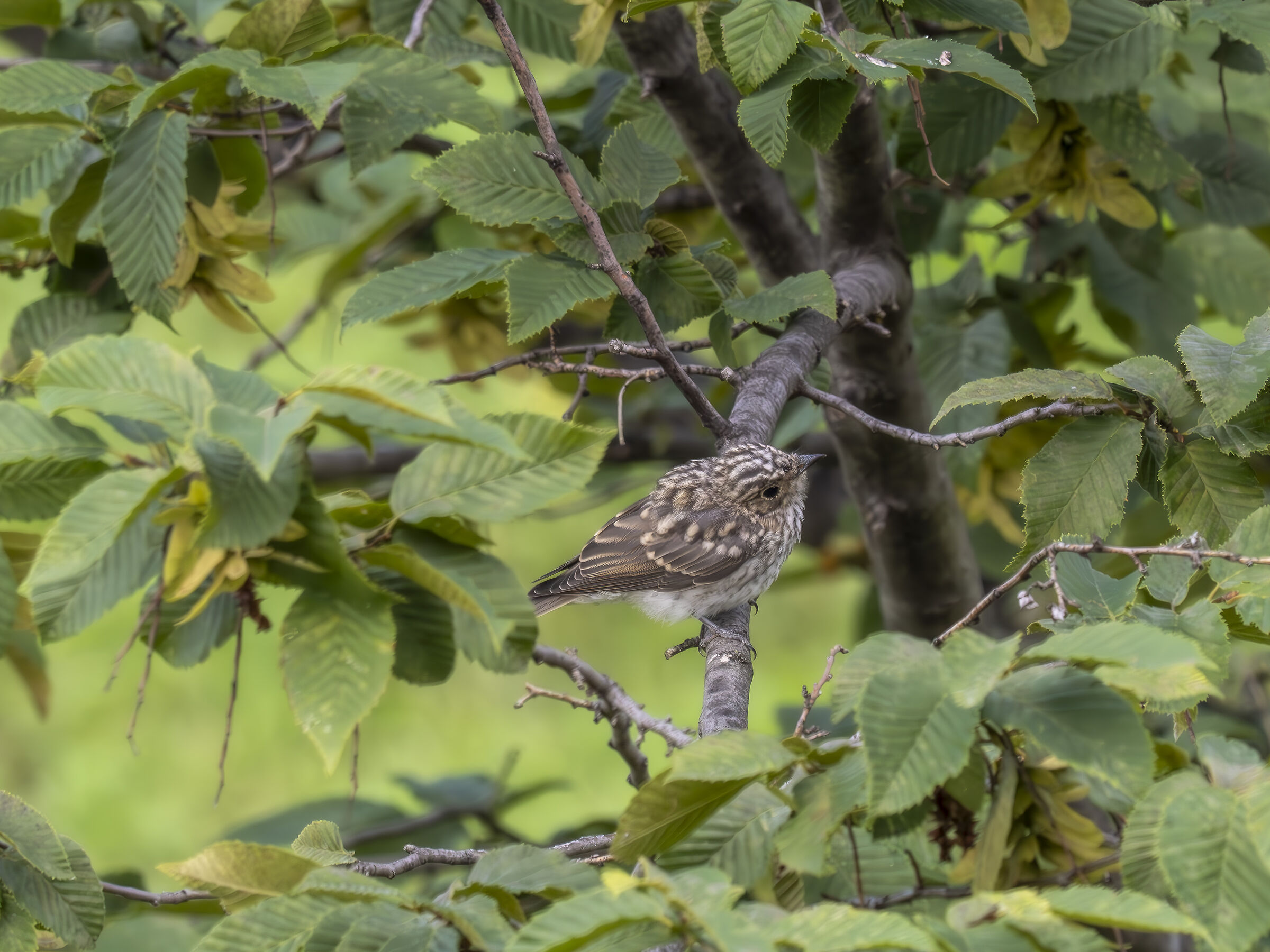 very young flycatcher