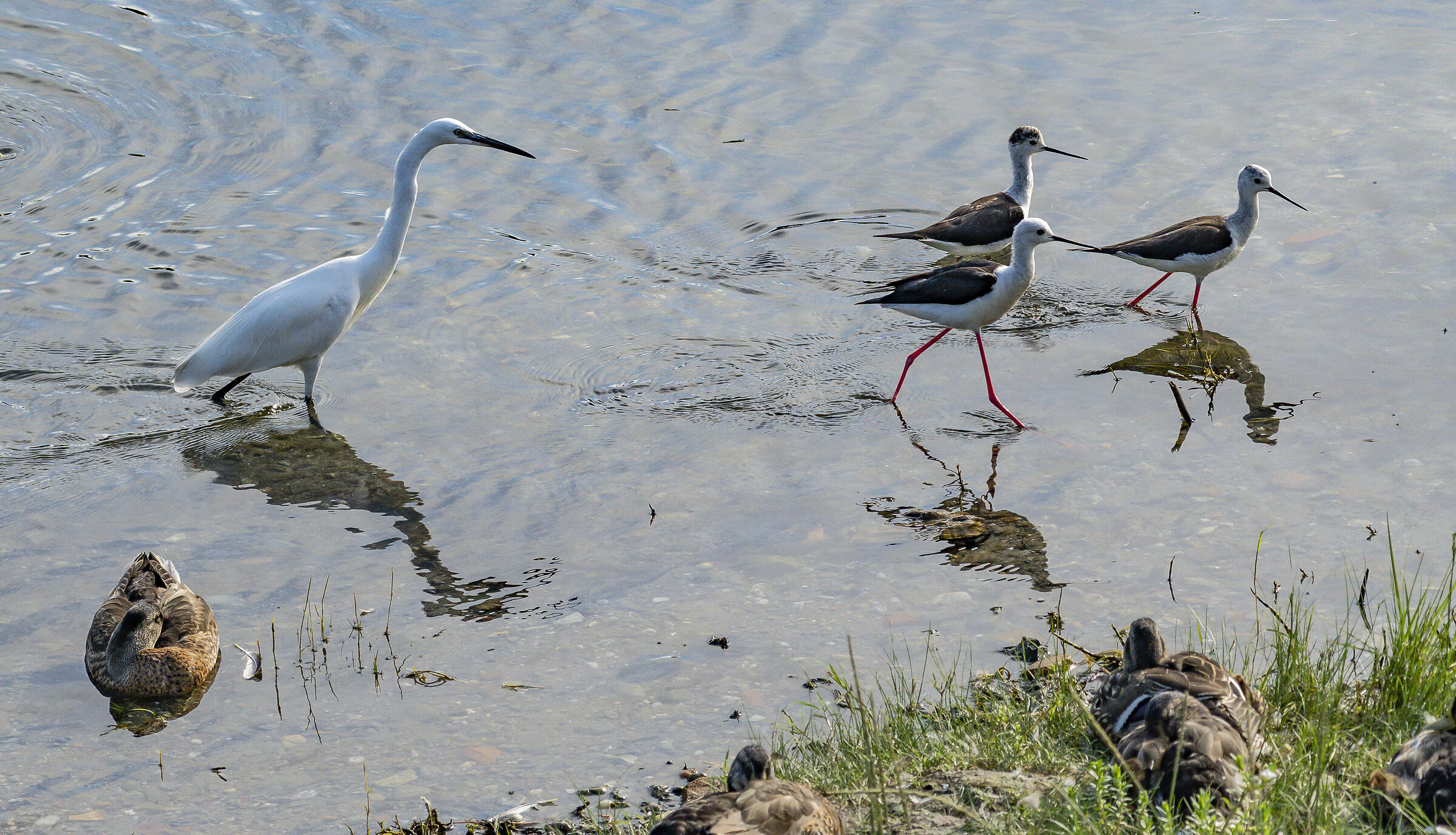 Egret and Knights of Italy. 01/07/2023. 18:34:50