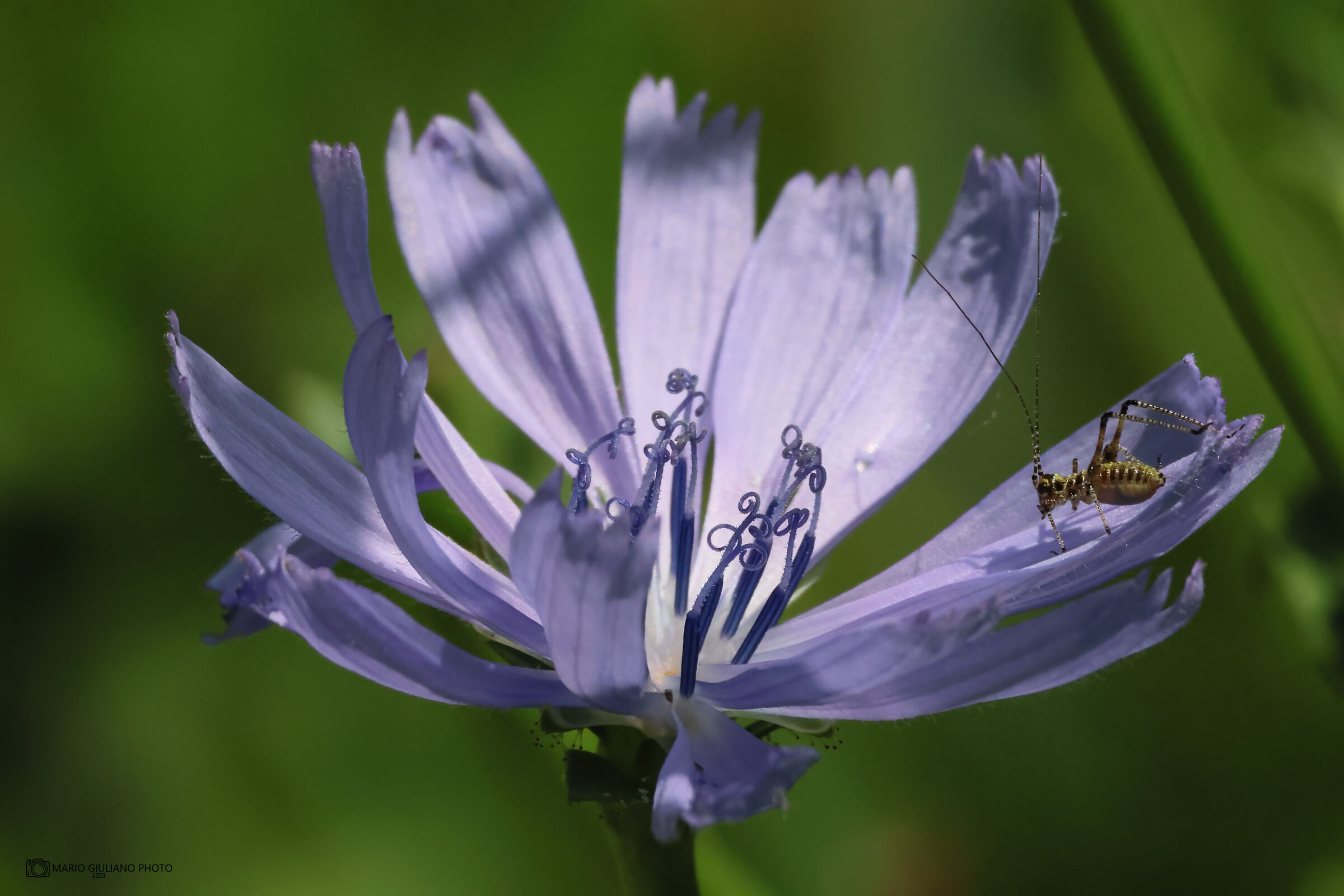 Phaneroptera nana on wild chicory