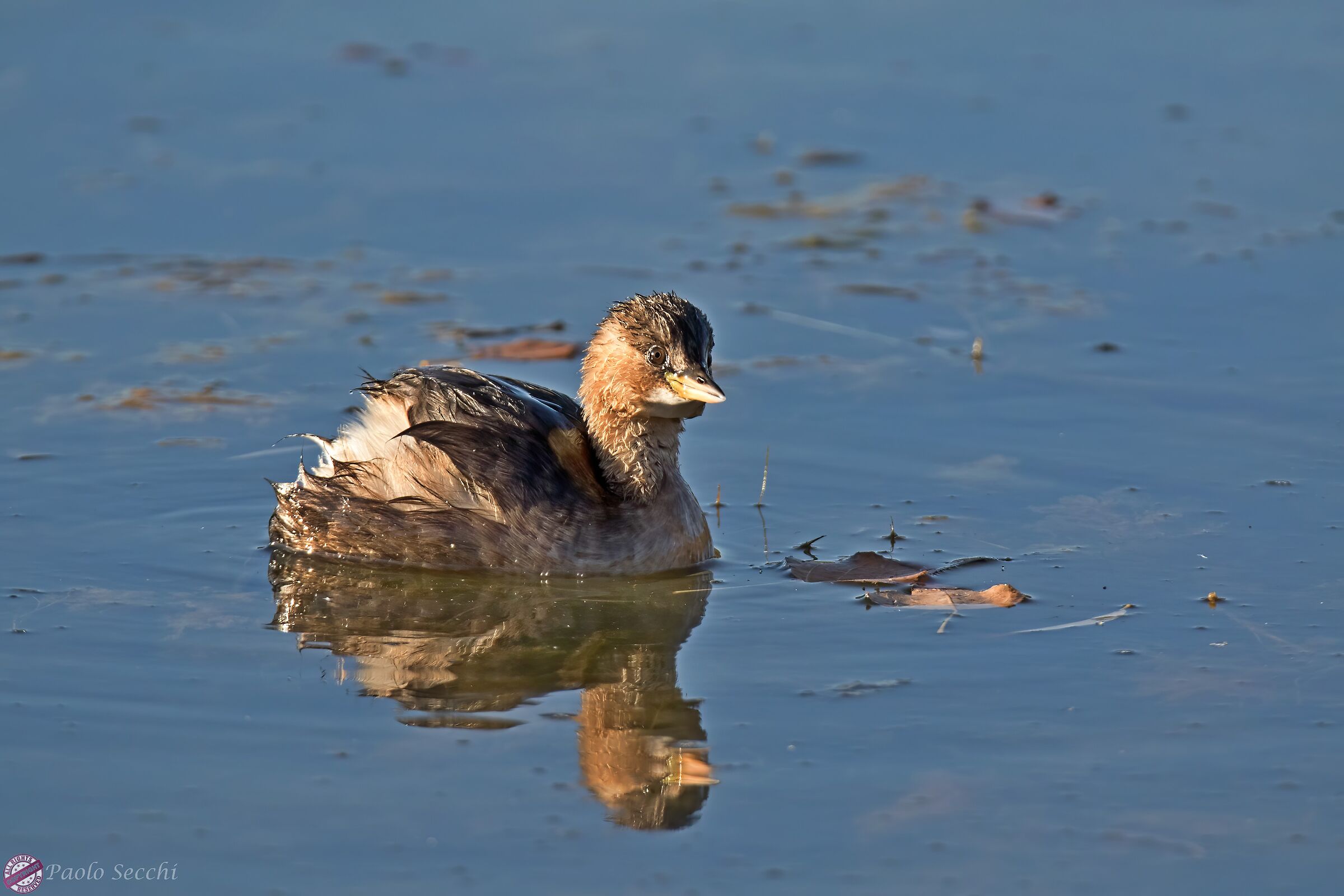 Tuffetto appena riemerso