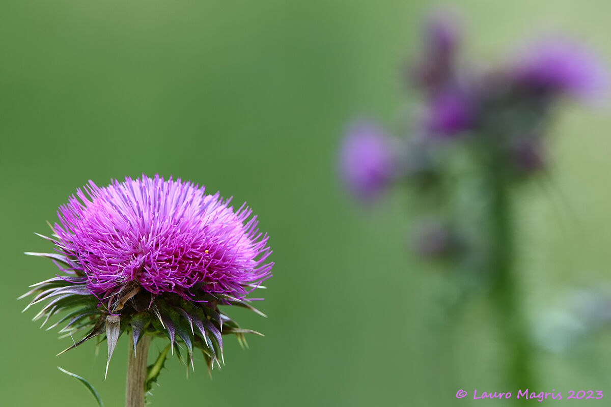 Cardo Mariano - Ptilostemon casabonae